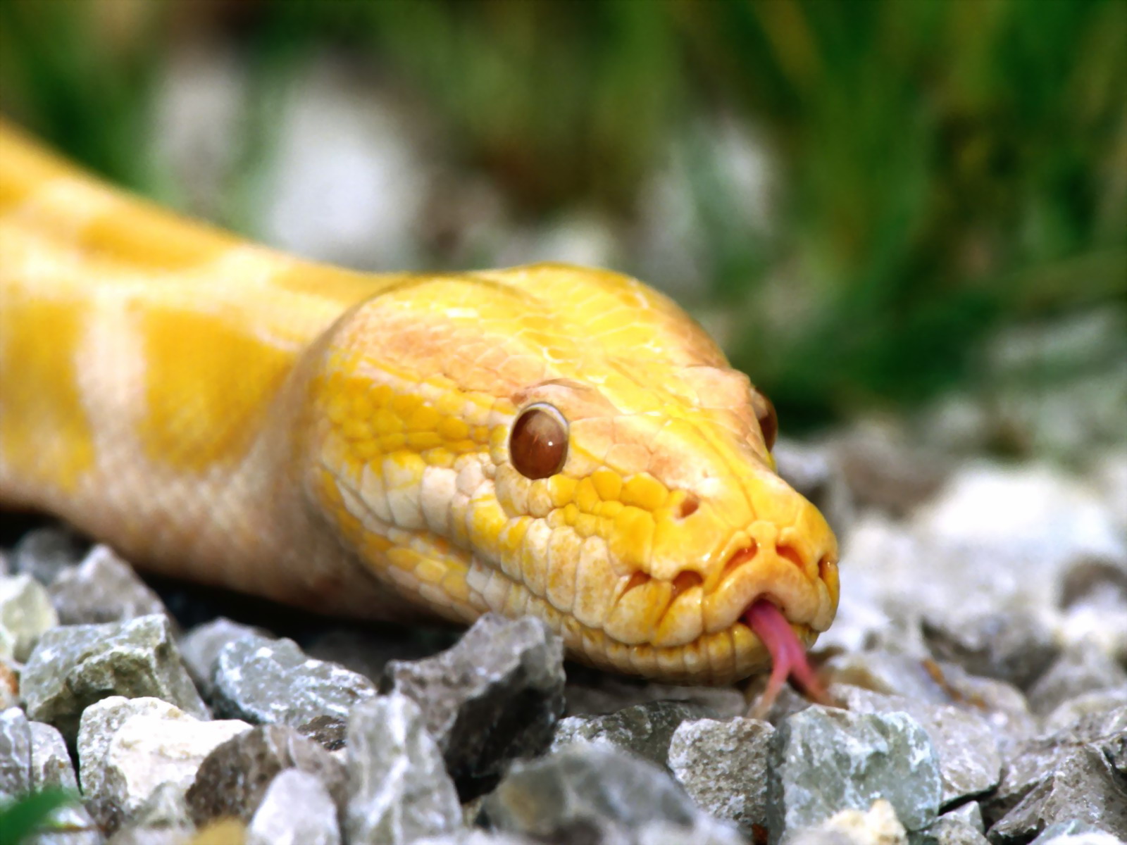 521601 Hintergrundbild herunterladen tiere, python, reptilien - Bildschirmschoner und Bilder kostenlos