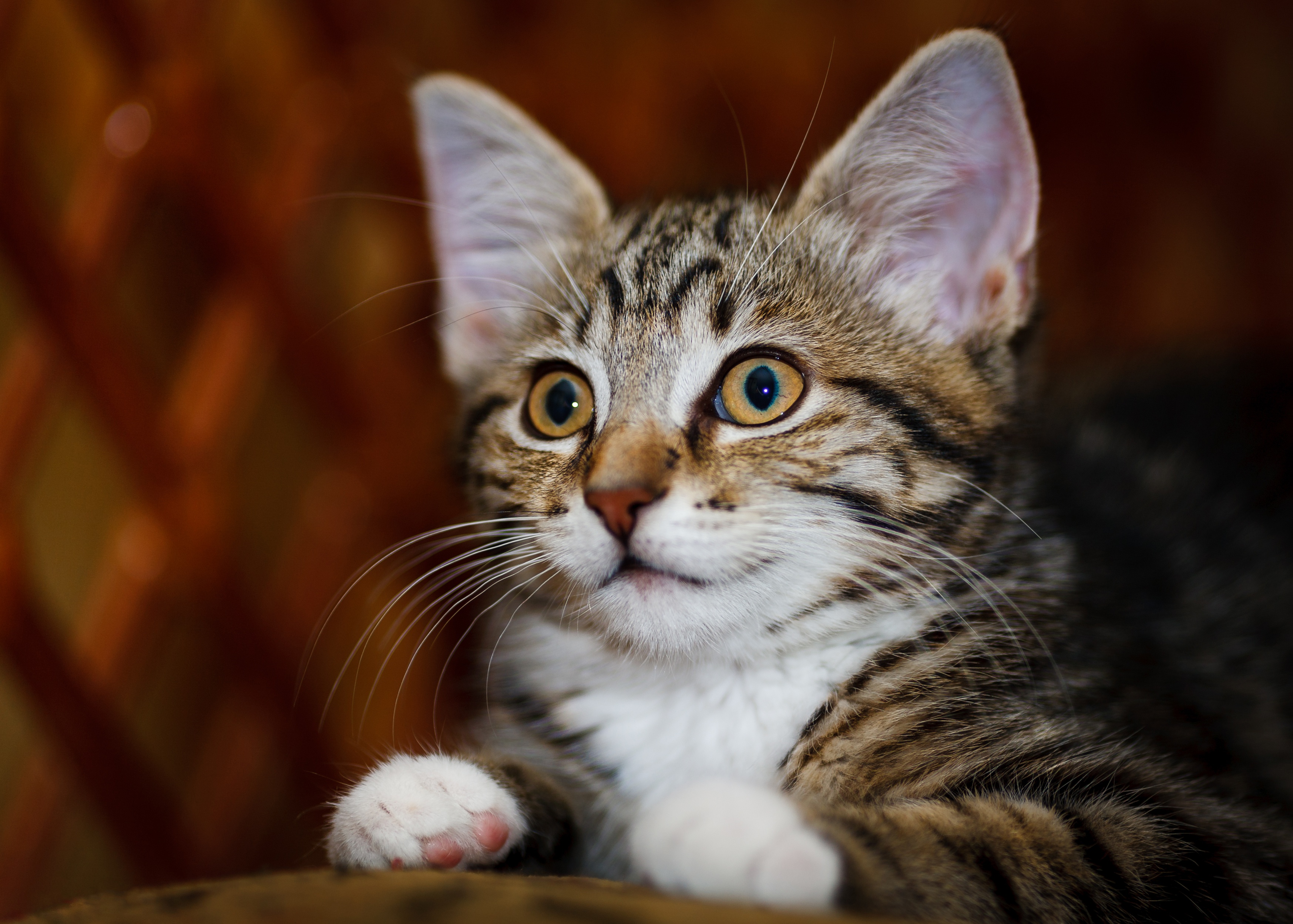 Téléchargez gratuitement l'image Animaux, Chats, Chat sur le bureau de votre PC