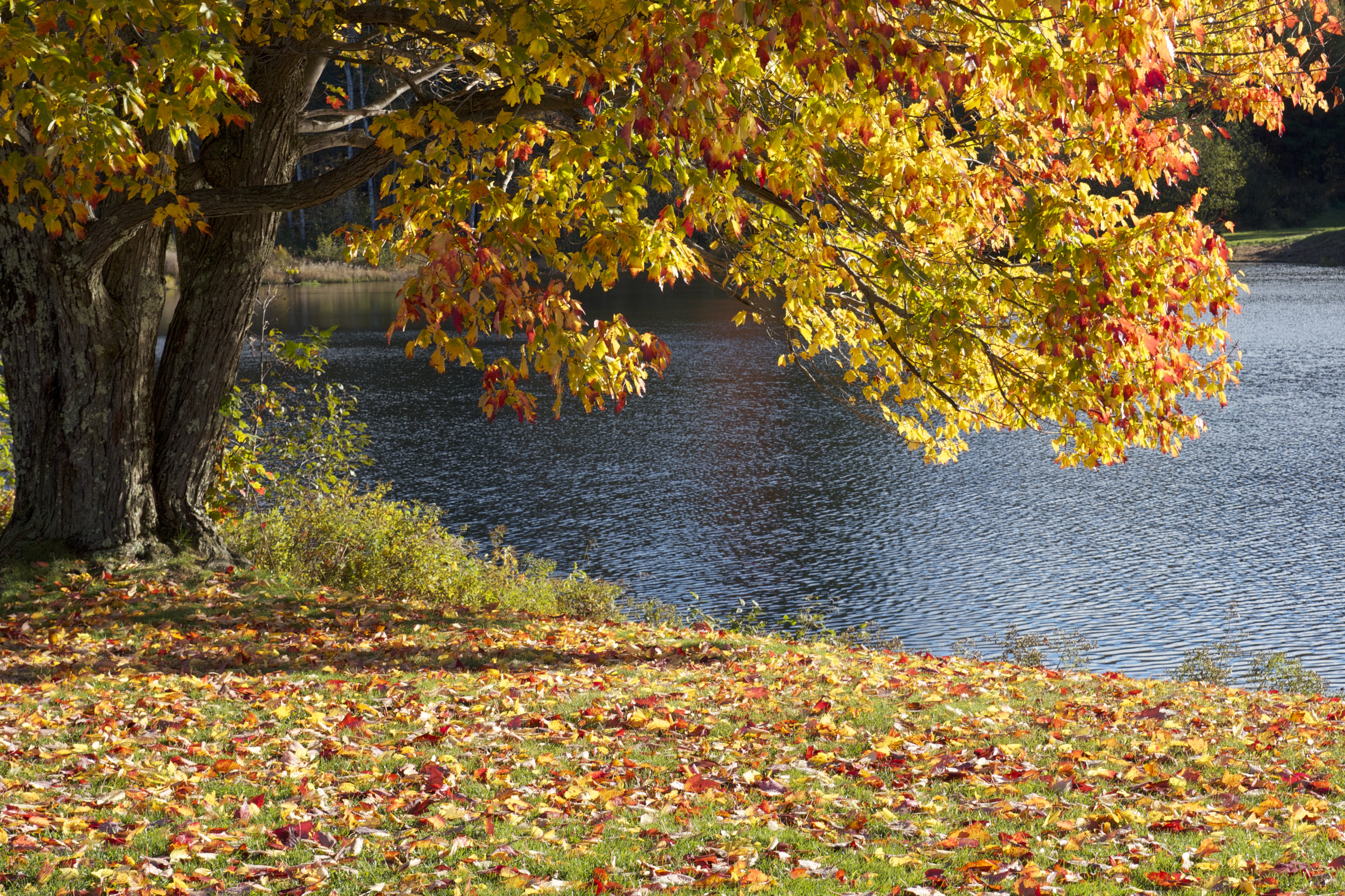 Скачать обои бесплатно Осень, Озера, Озеро, Дерево, Земля/природа картинка на рабочий стол ПК