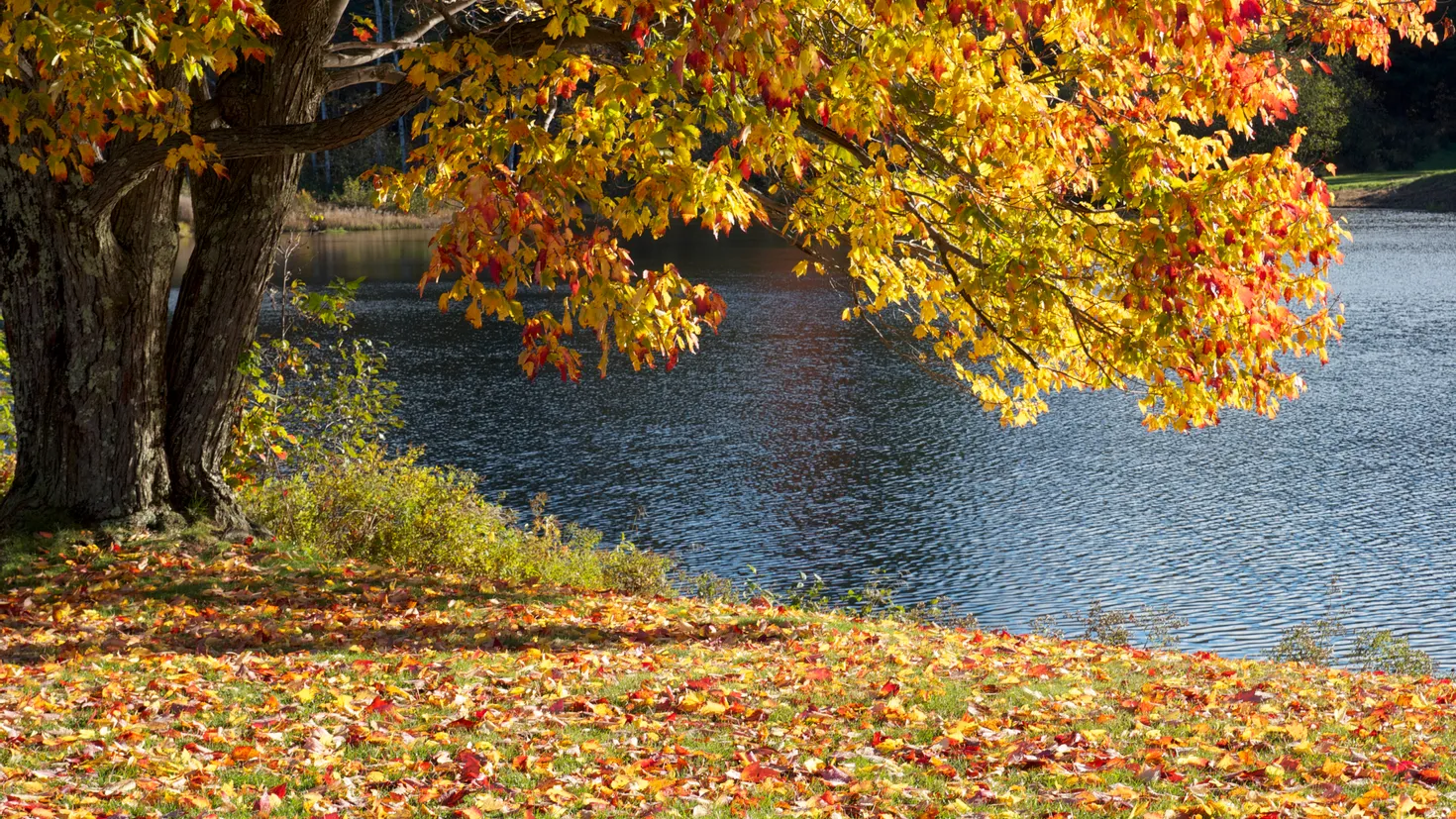 Fond d'écran HD: Automne, Terre/nature, Lac, Arbre, Des Lacs ...