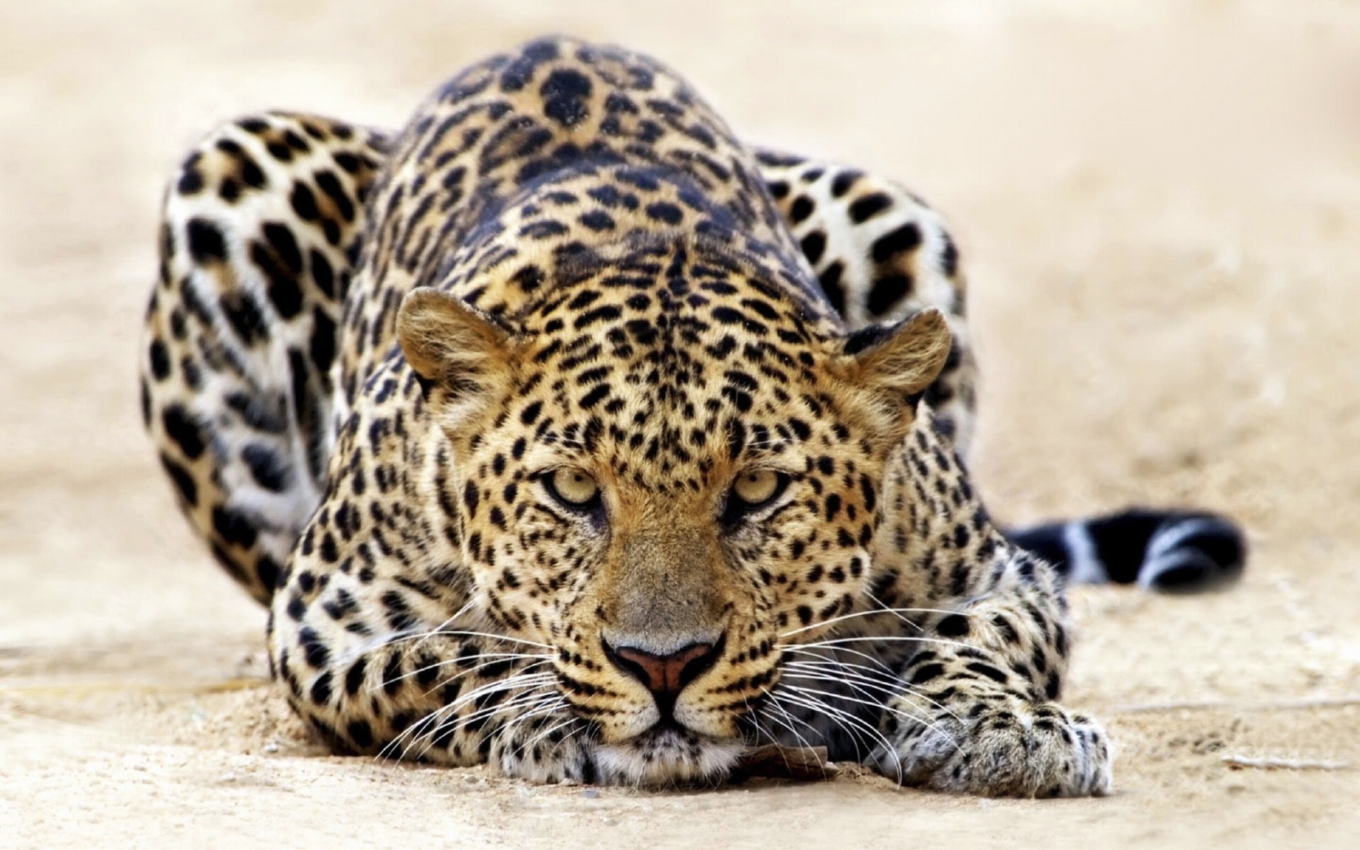 31230 descargar imagen animales, leopardos: fondos de pantalla y protectores de pantalla gratis