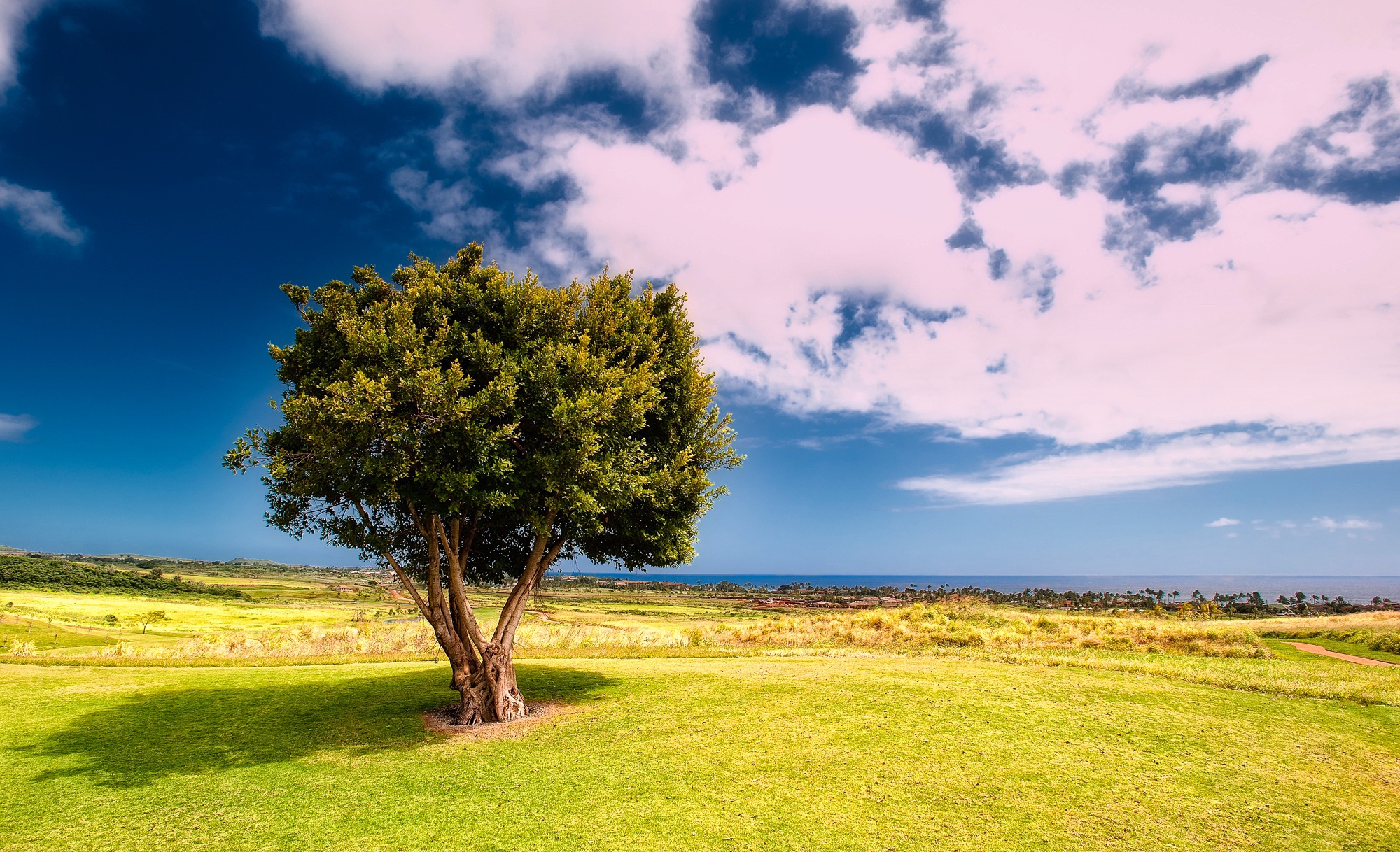 Laden Sie das Natur, Bäume, Horizont, Baum, Wolke, Gras, Erde/natur-Bild kostenlos auf Ihren PC-Desktop herunter