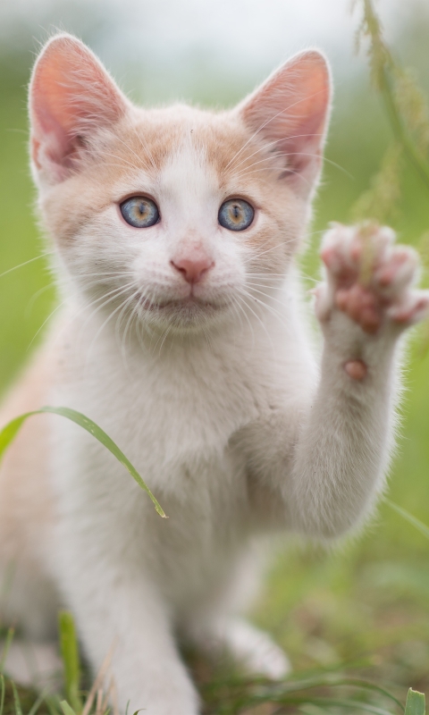 Download mobile wallpaper Cats, Cat, Kitten, Animal, Baby Animal for free.