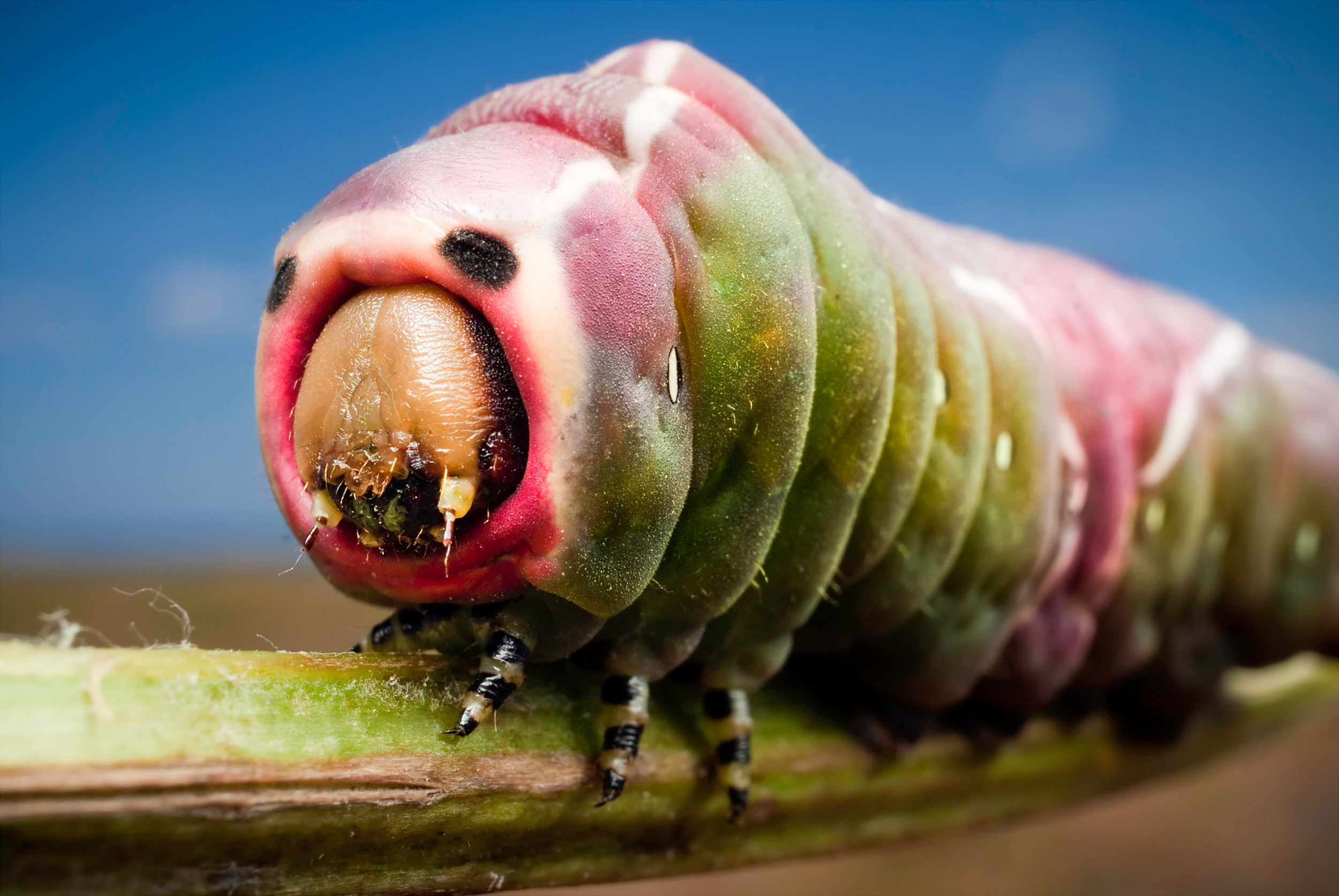 Free download wallpaper Animal, Caterpillar on your PC desktop