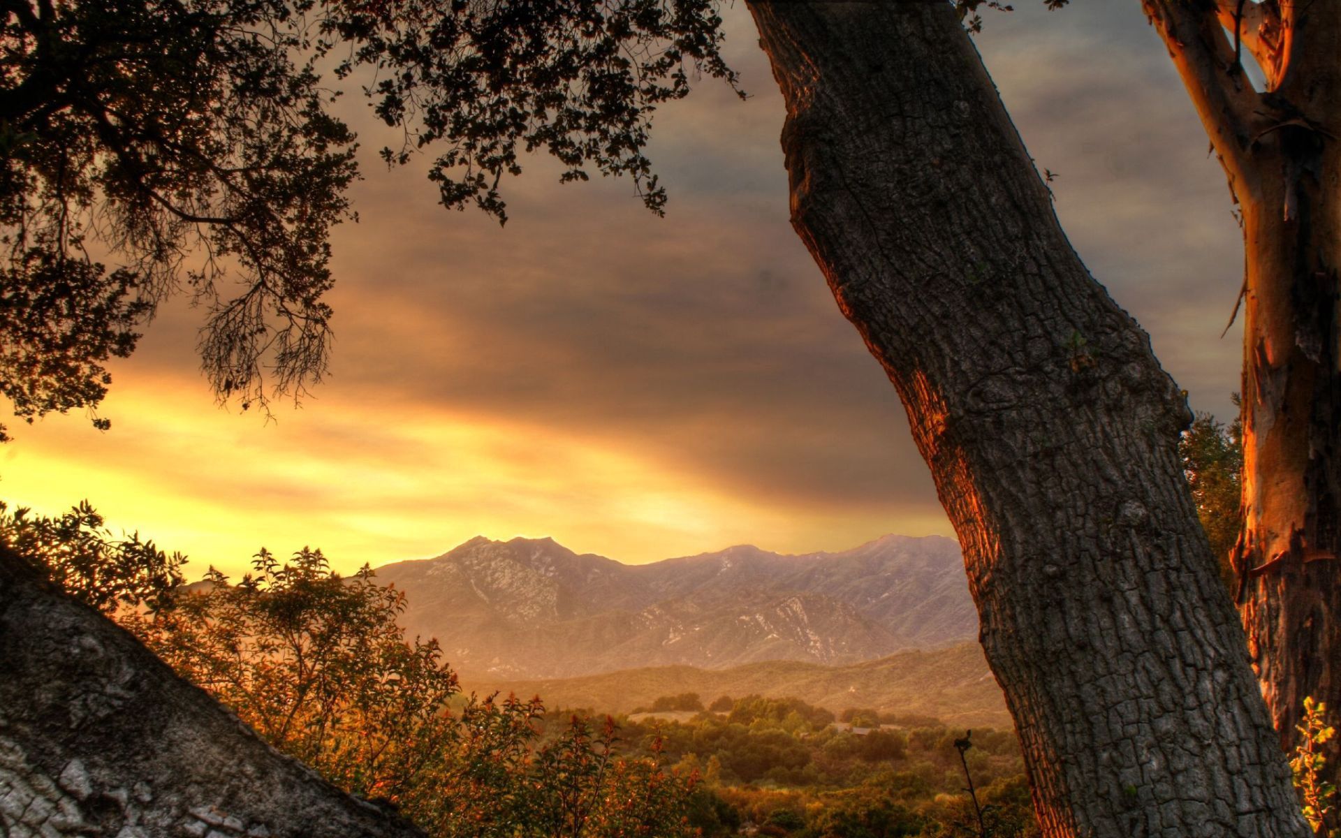 Laden Sie das Bäume, Sky, Mountains, Abend, Koffer, Trunks, Natur, Sunset-Bild kostenlos auf Ihren PC-Desktop herunter