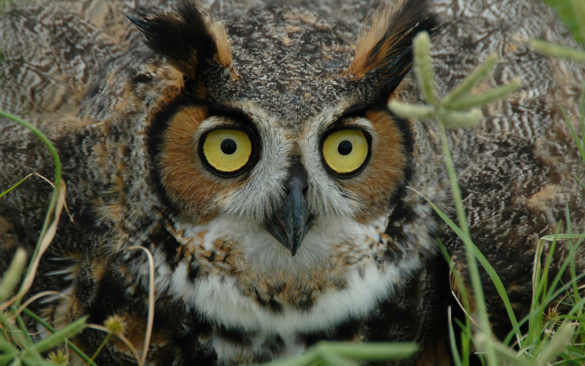 Download mobile wallpaper Birds, Owl, Close Up, Animal, Face, Eye for free.