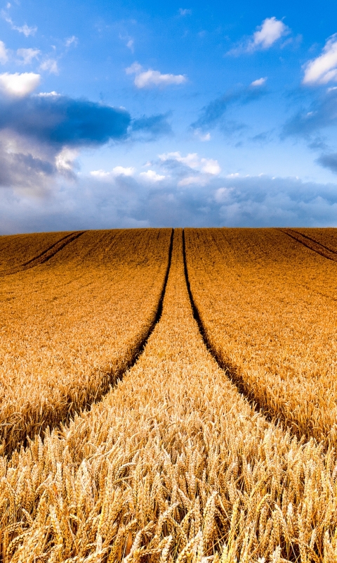 Download mobile wallpaper Nature, Wheat, Earth, Field, Golden, Cloud for free.