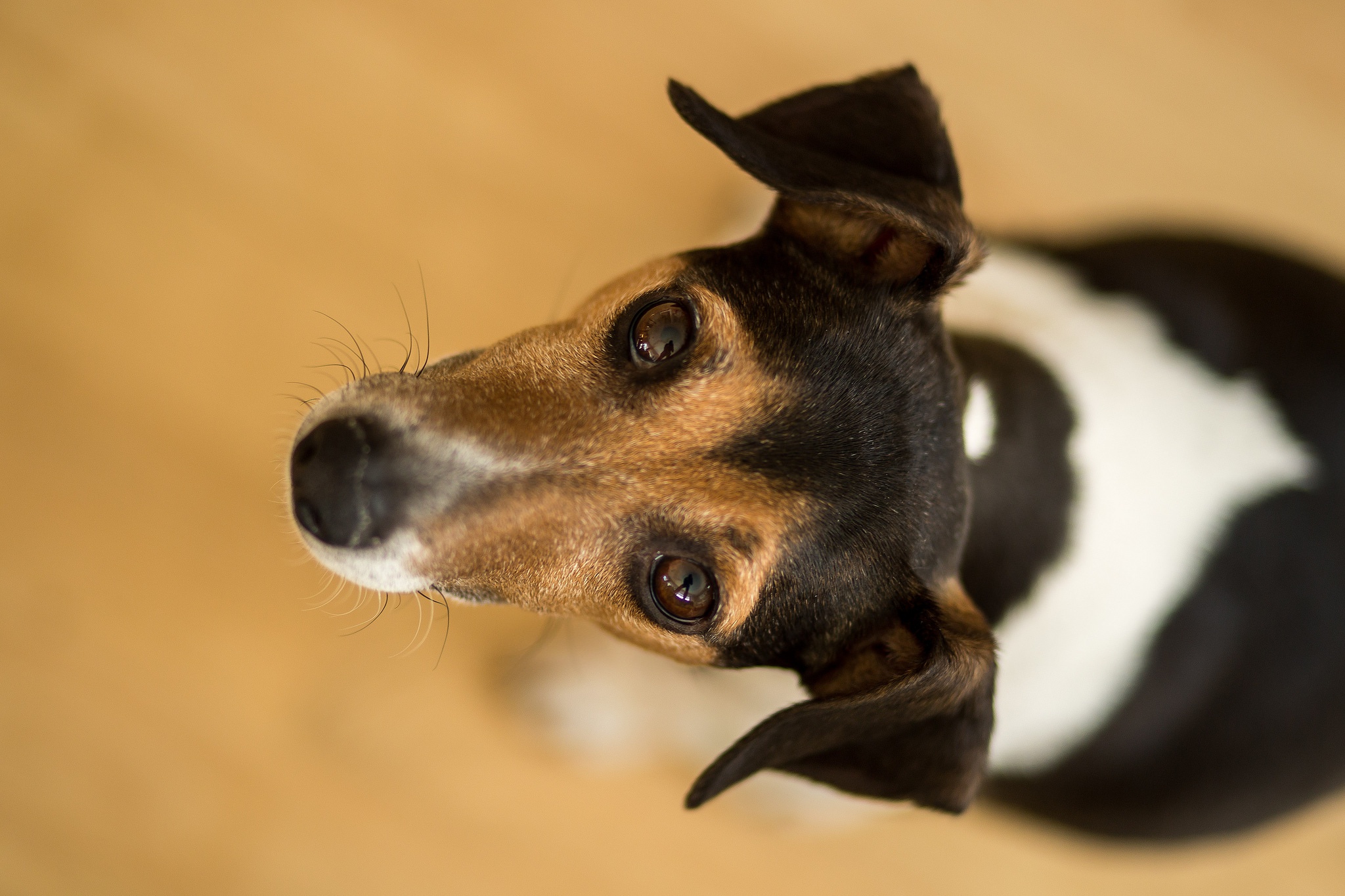 PCデスクトップに動物, 犬, 銃口画像を無料でダウンロード