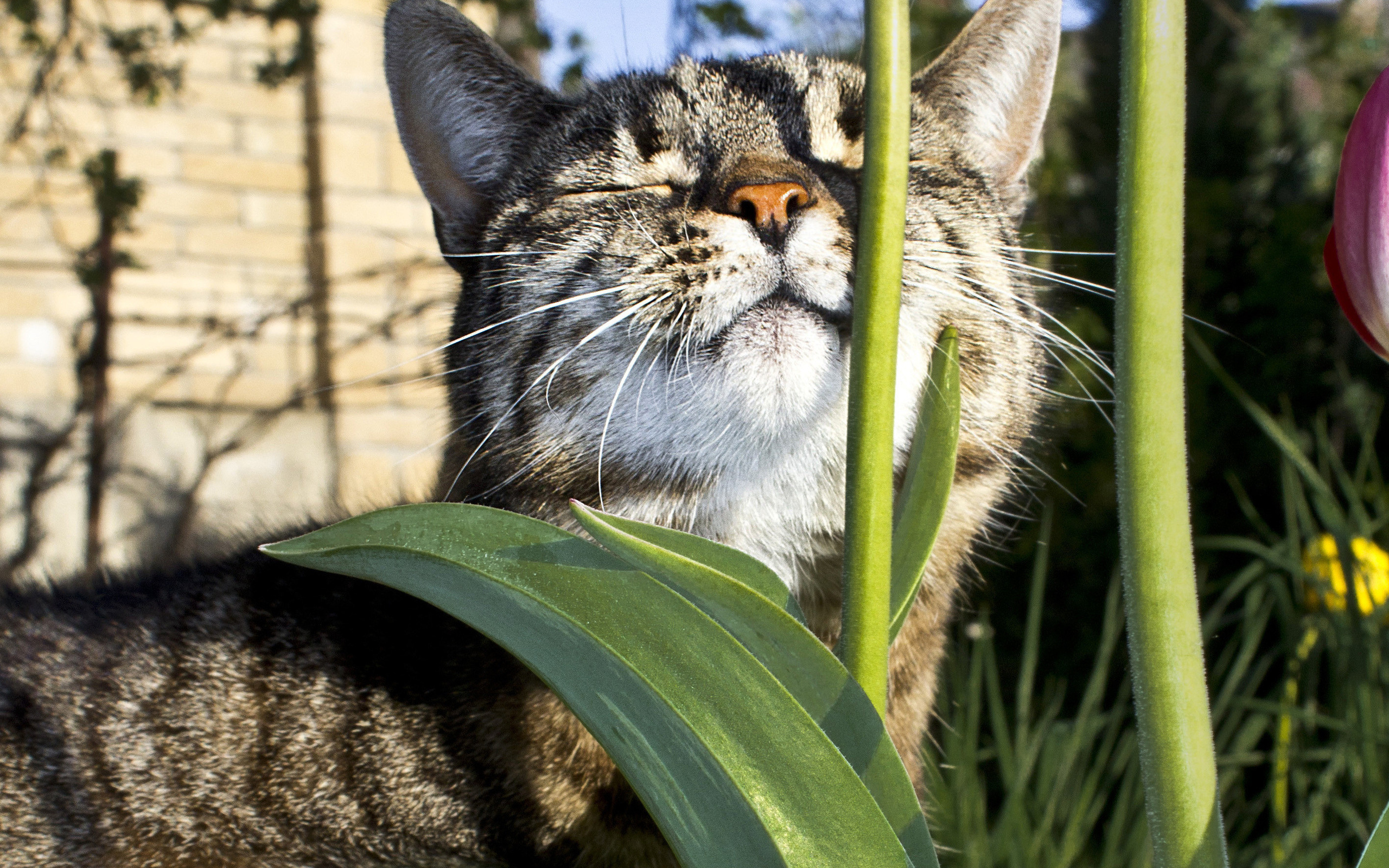 PCデスクトップに動物, 花, ネコ, 猫画像を無料でダウンロード