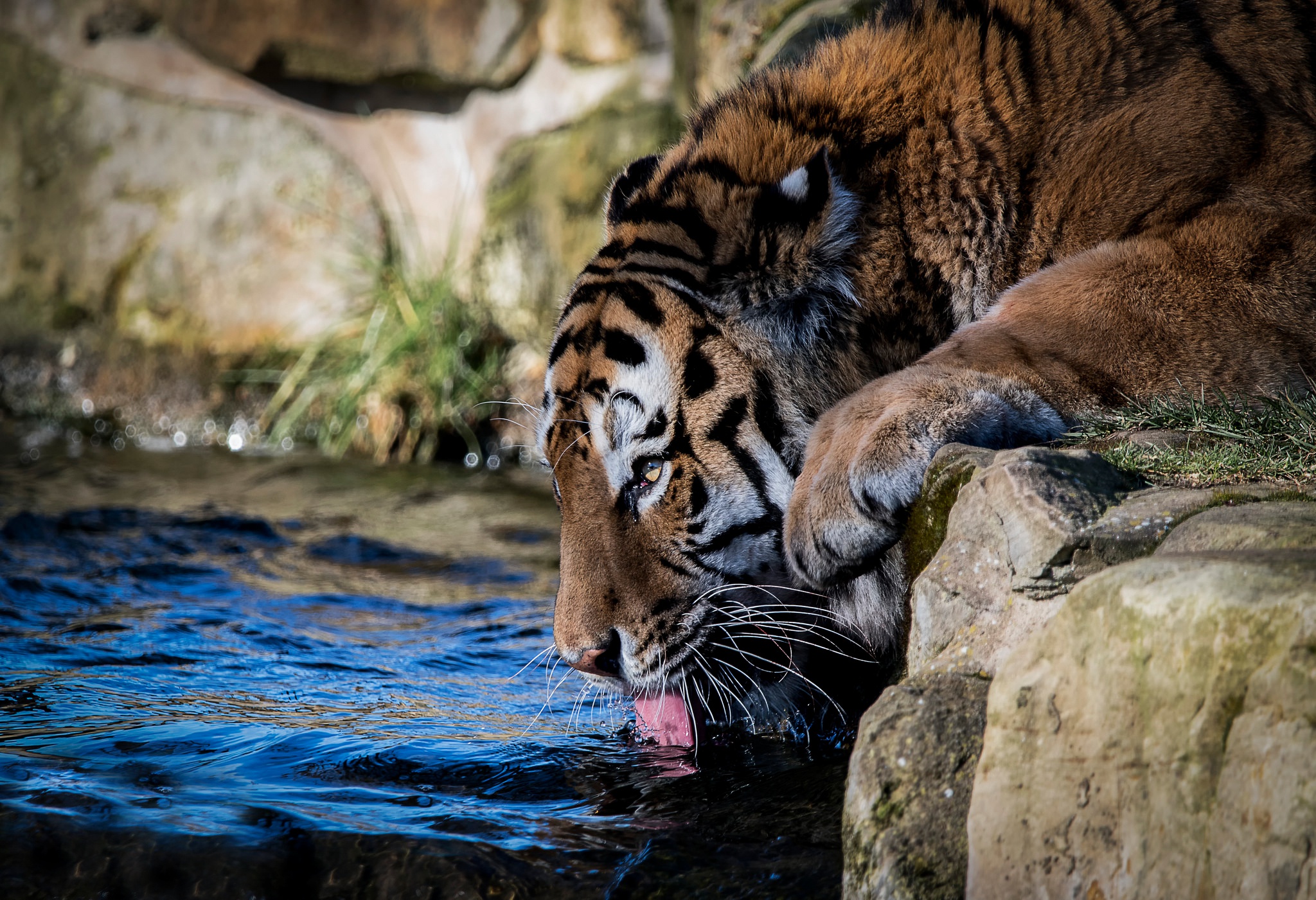 Handy-Wallpaper Tiere, Katzen, Tiger kostenlos herunterladen.