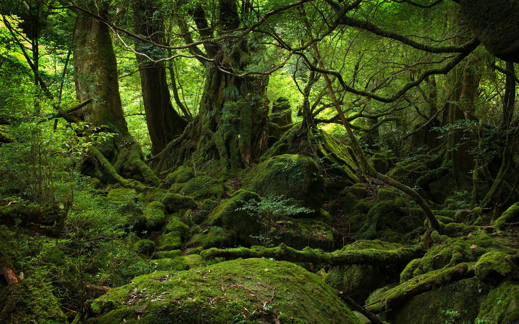 Free download wallpaper Forest, Earth, Moss on your PC desktop