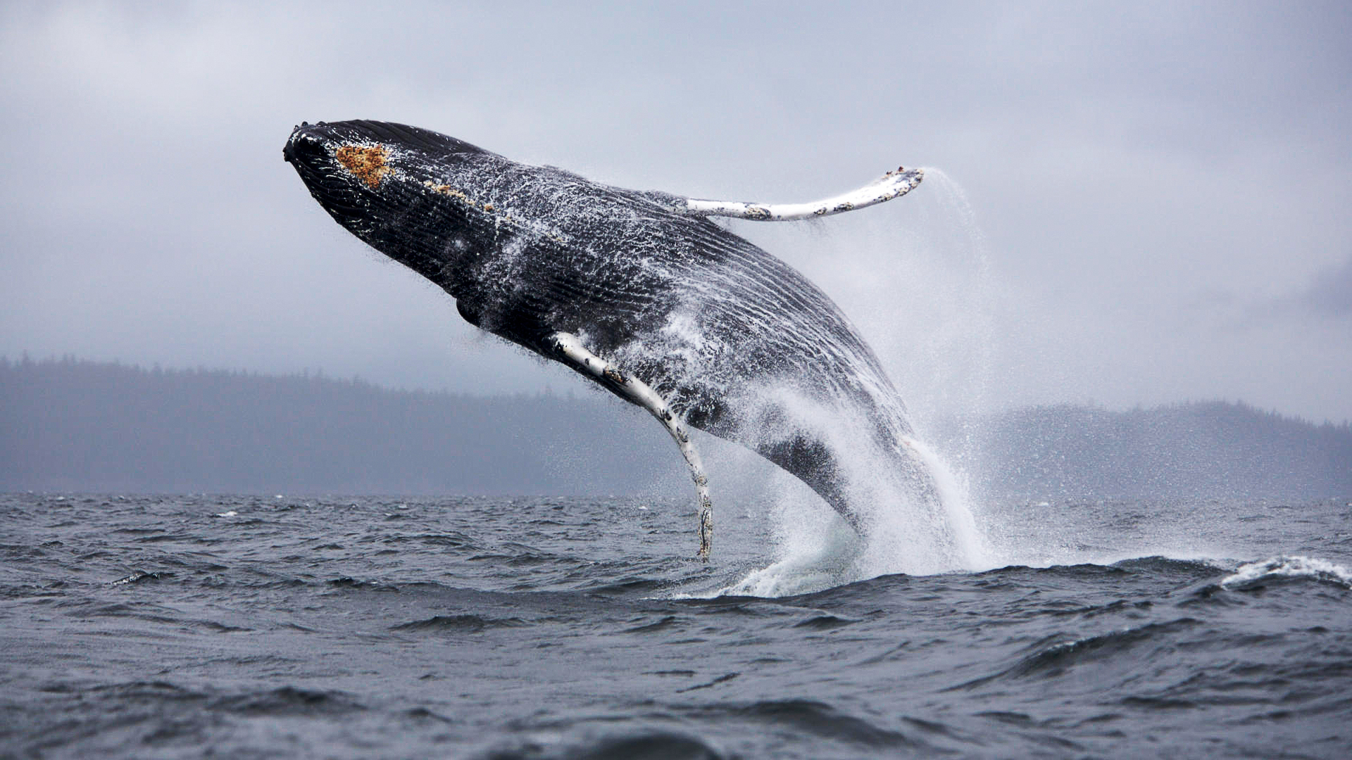 Descarga gratuita de fondo de pantalla para móvil de Animales, Ballena.