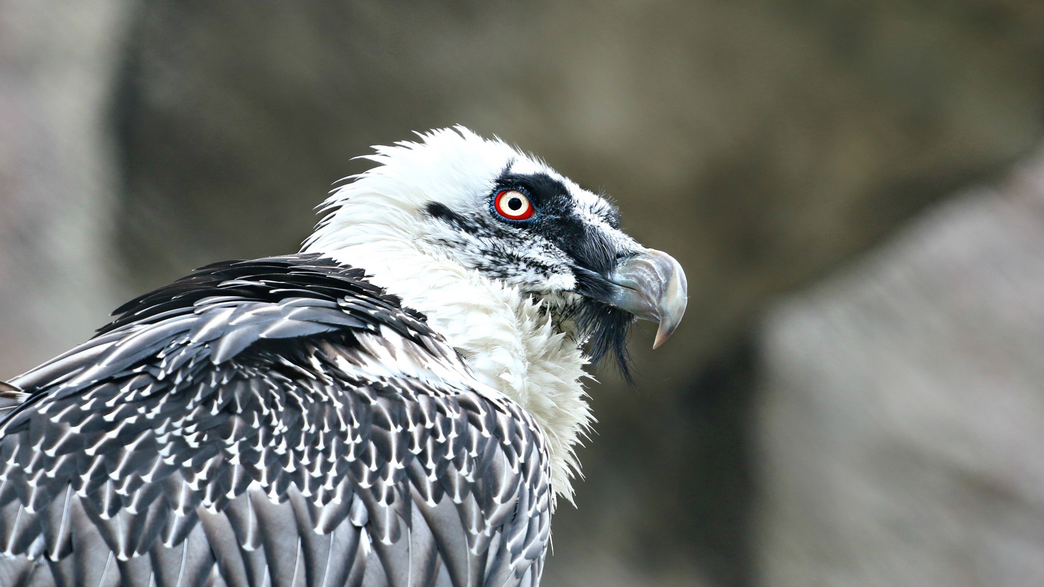 Free download wallpaper Birds, Bird, Vulture, Animal on your PC desktop