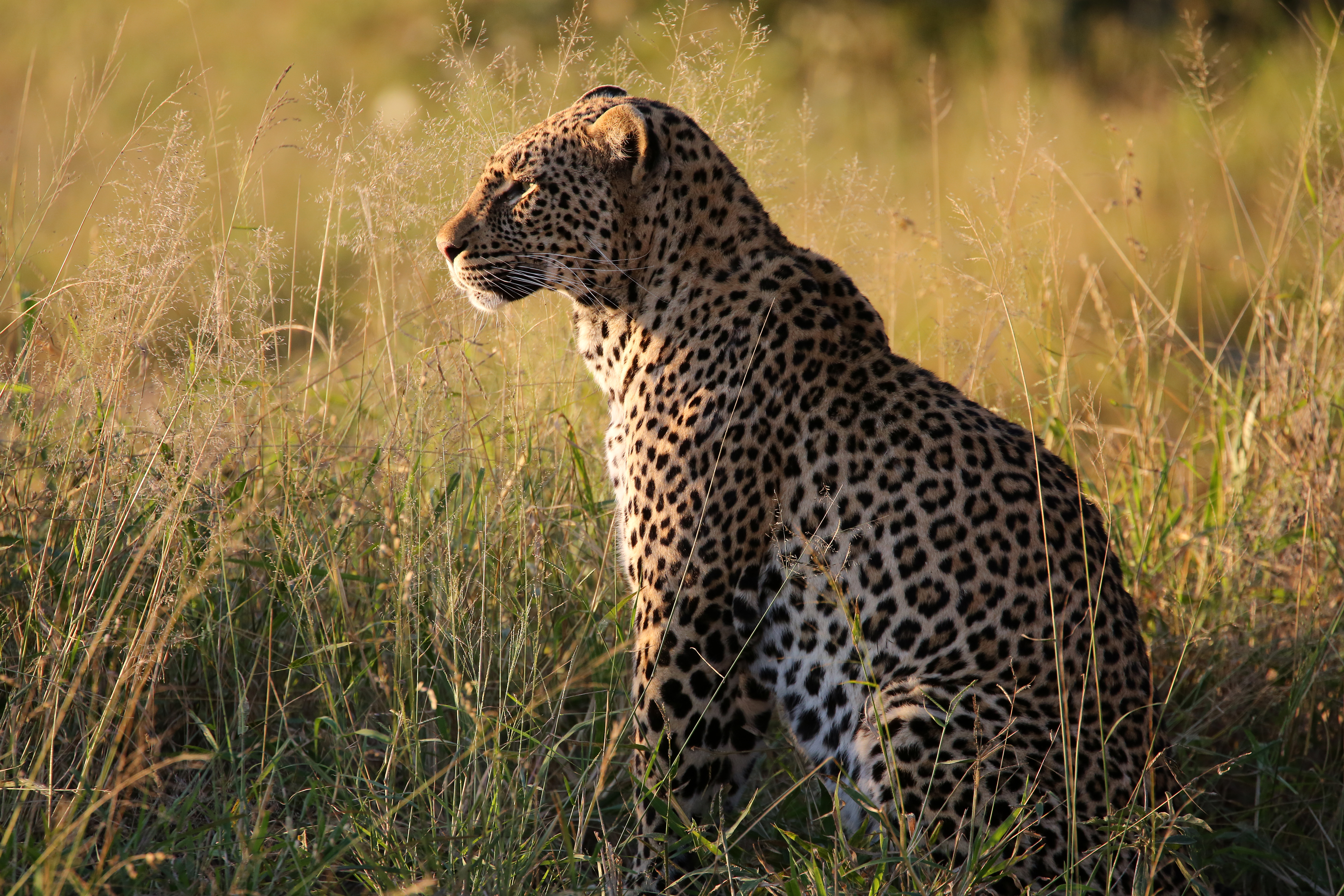 Download mobile wallpaper Grass, Animals, Leopard, Big Cat, Predator, Beast for free.