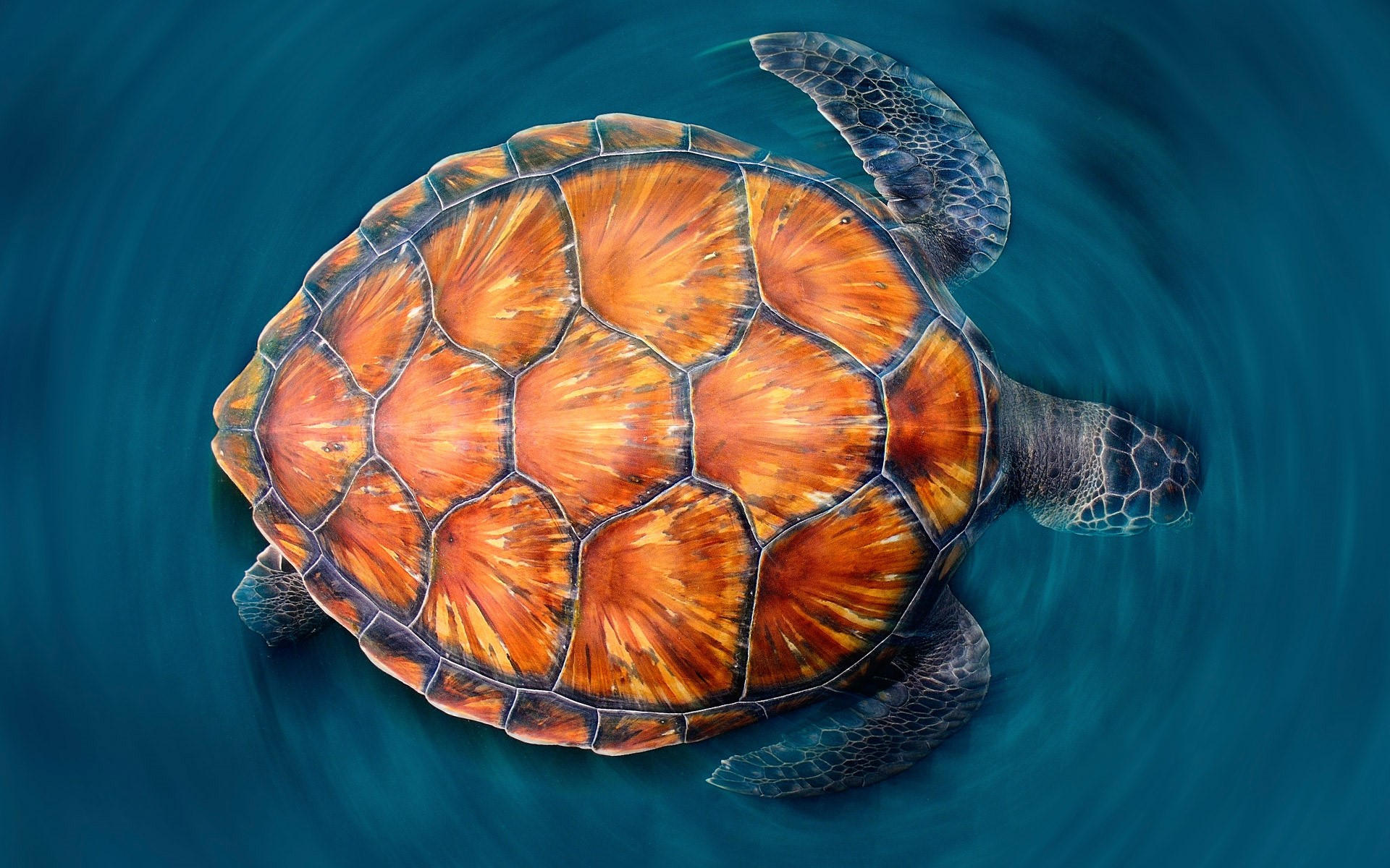 395503 baixar imagens tartaruga marinha, animais, tartarugas - papéis de parede e protetores de tela gratuitamente