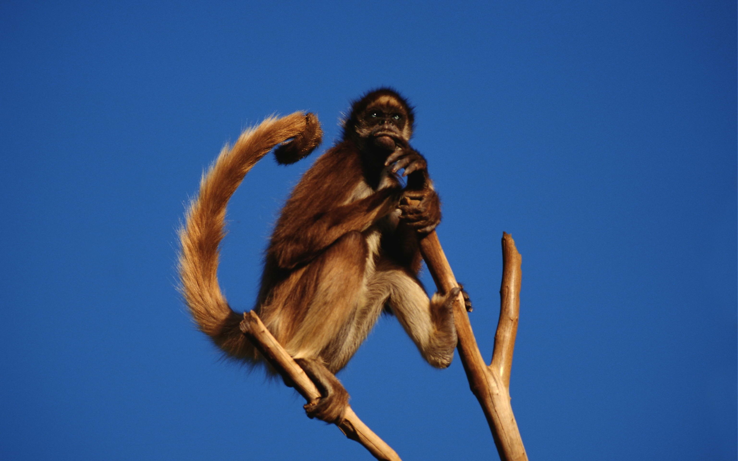 Descarga gratis la imagen Monos, Mono, Animales en el escritorio de tu PC