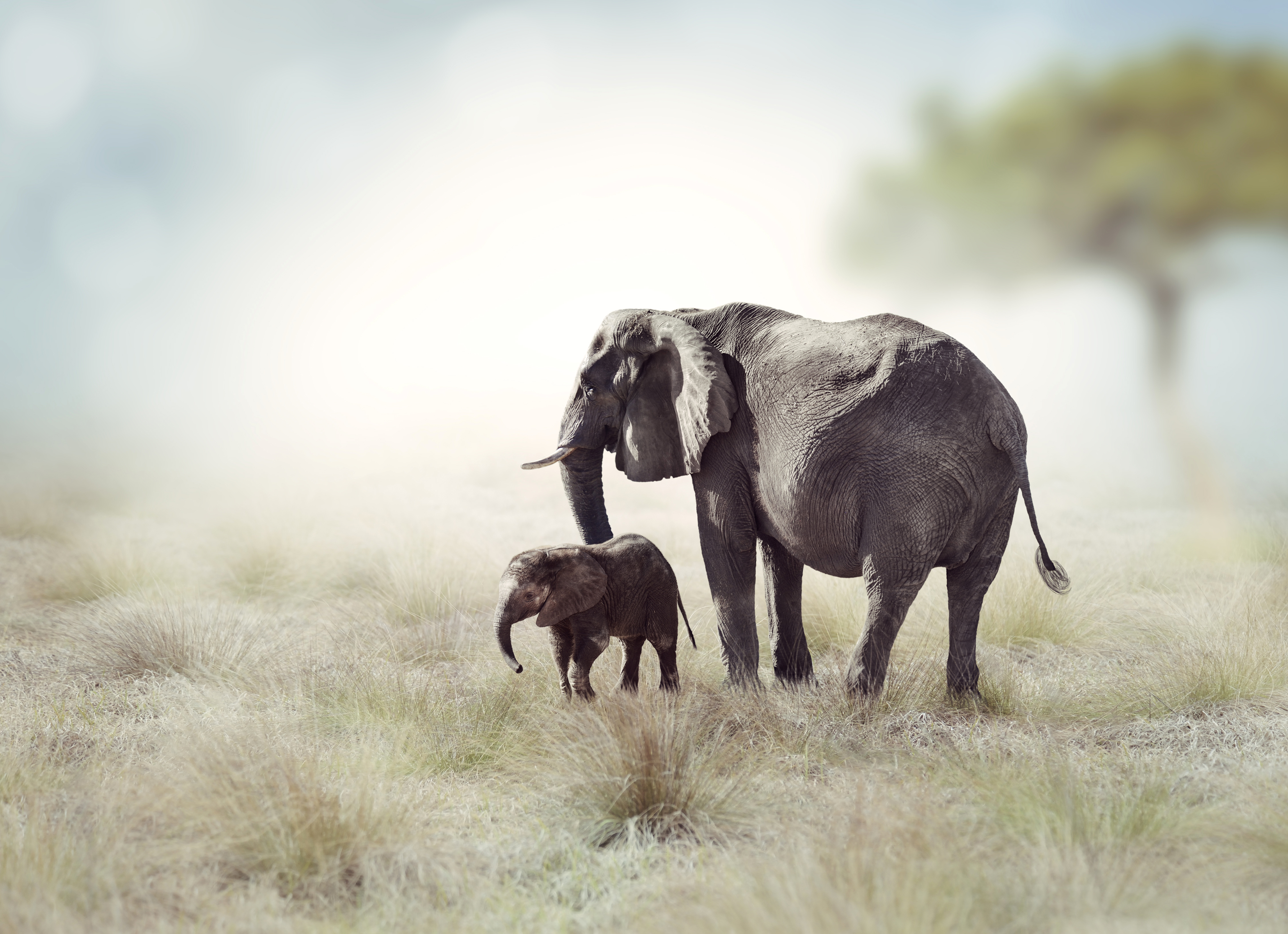 Descarga gratis la imagen Animales, Elefantes, Bebe Animal, Elefante Africano De Sabana en el escritorio de tu PC
