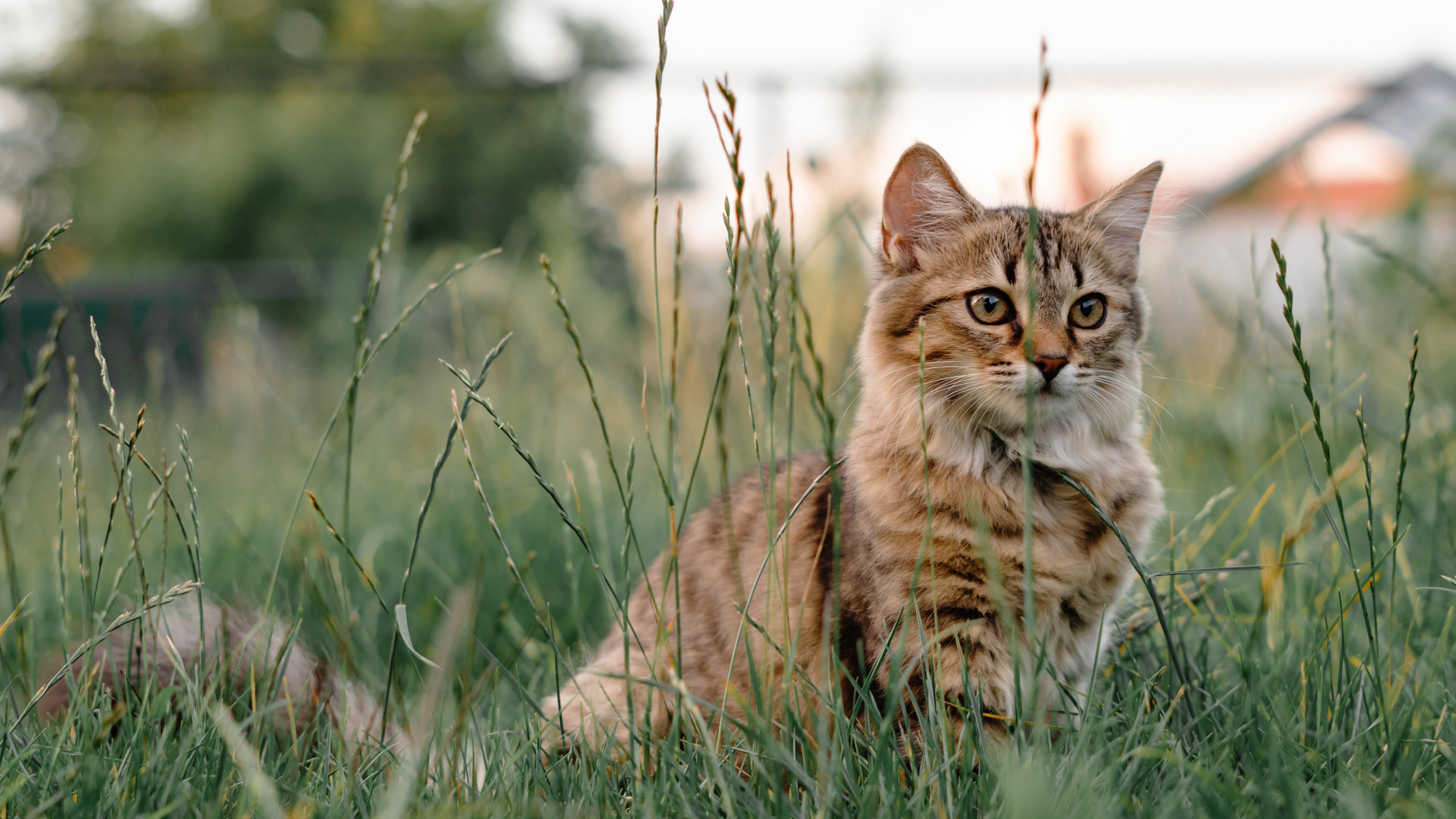 Handy-Wallpaper Katze, Katzen, Tiere kostenlos herunterladen.