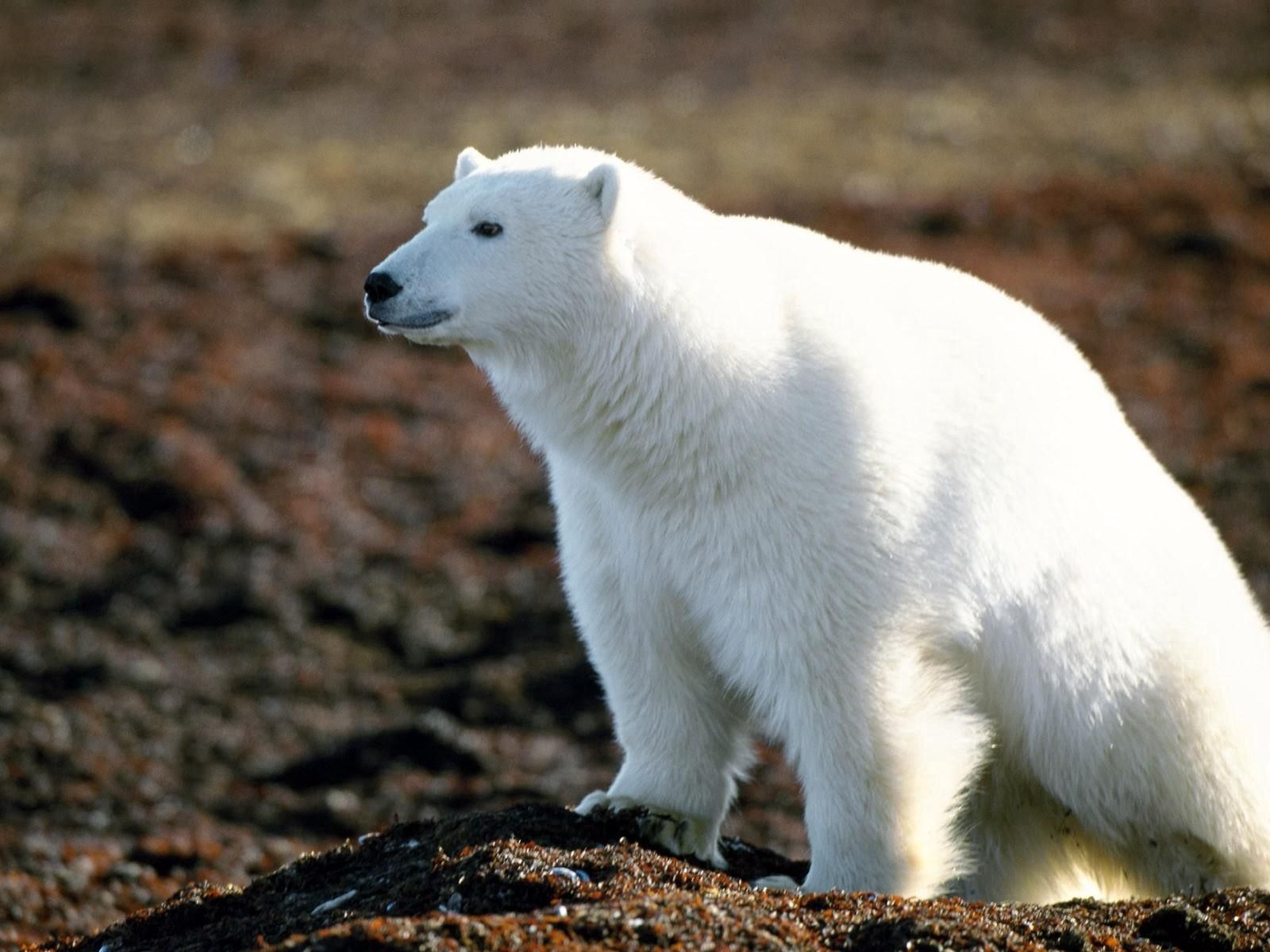 143302 descargar fondo de pantalla animales, paseo, grande, lana, oso polar: protectores de pantalla e imágenes gratis