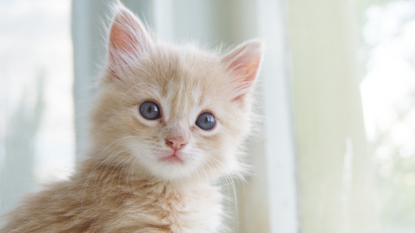 Baixe gratuitamente a imagem Gato, Gatos, Animais na área de trabalho do seu PC