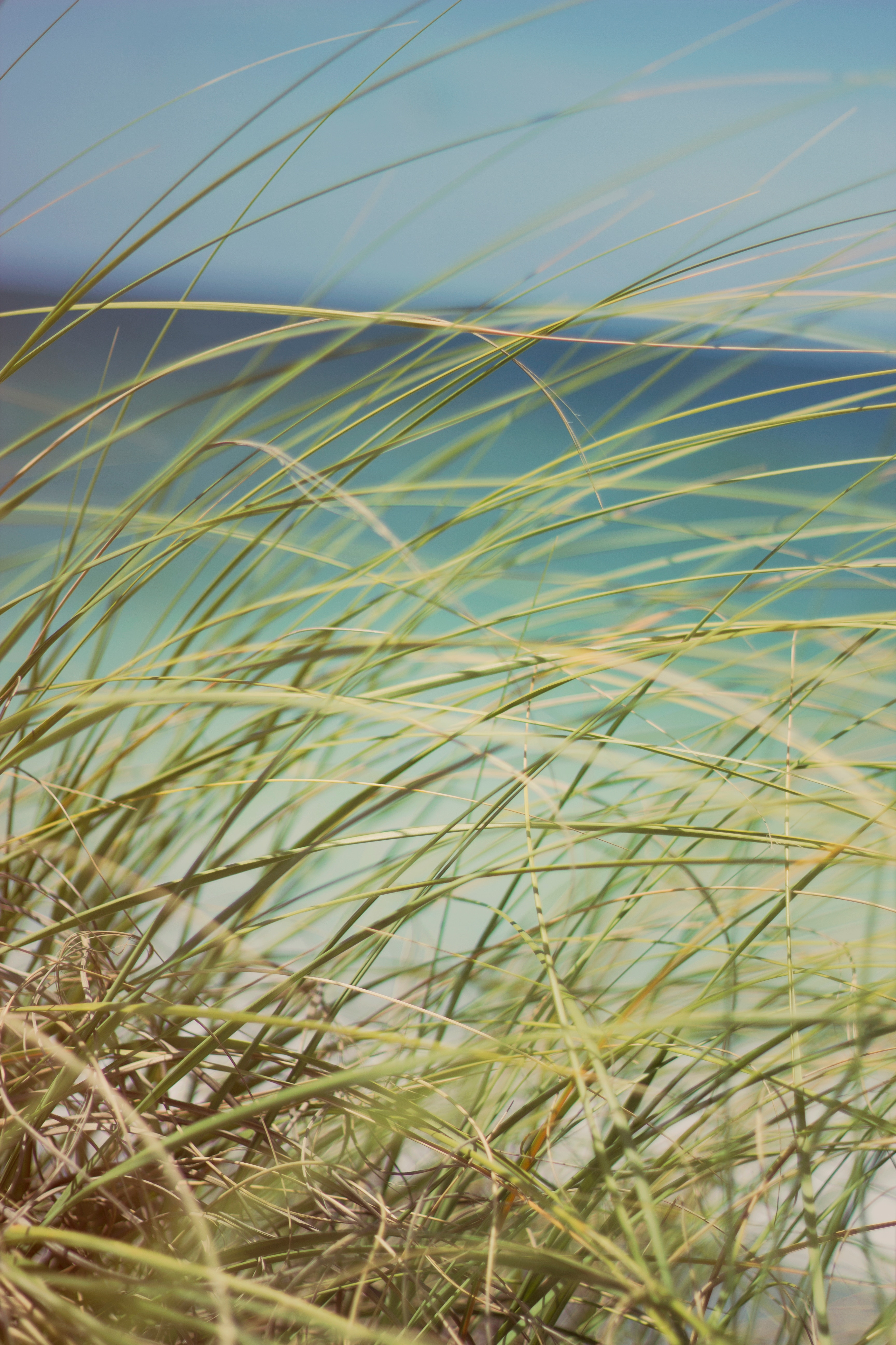 grass, macro, coastal grass, dune grass, duned grass Panoramic Wallpaper