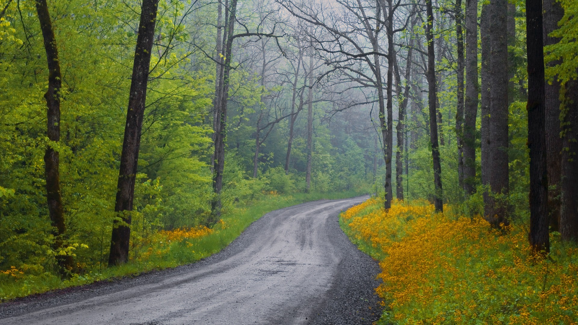 Laden Sie das Straße, Wald, Baum, Nebel, Menschengemacht-Bild kostenlos auf Ihren PC-Desktop herunter