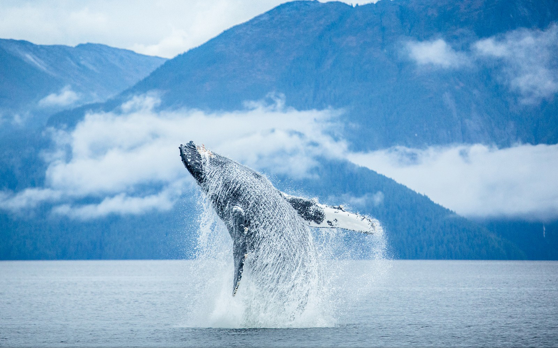 662354 скачать обои кит, животные, нарушение - заставки и картинки бесплатно