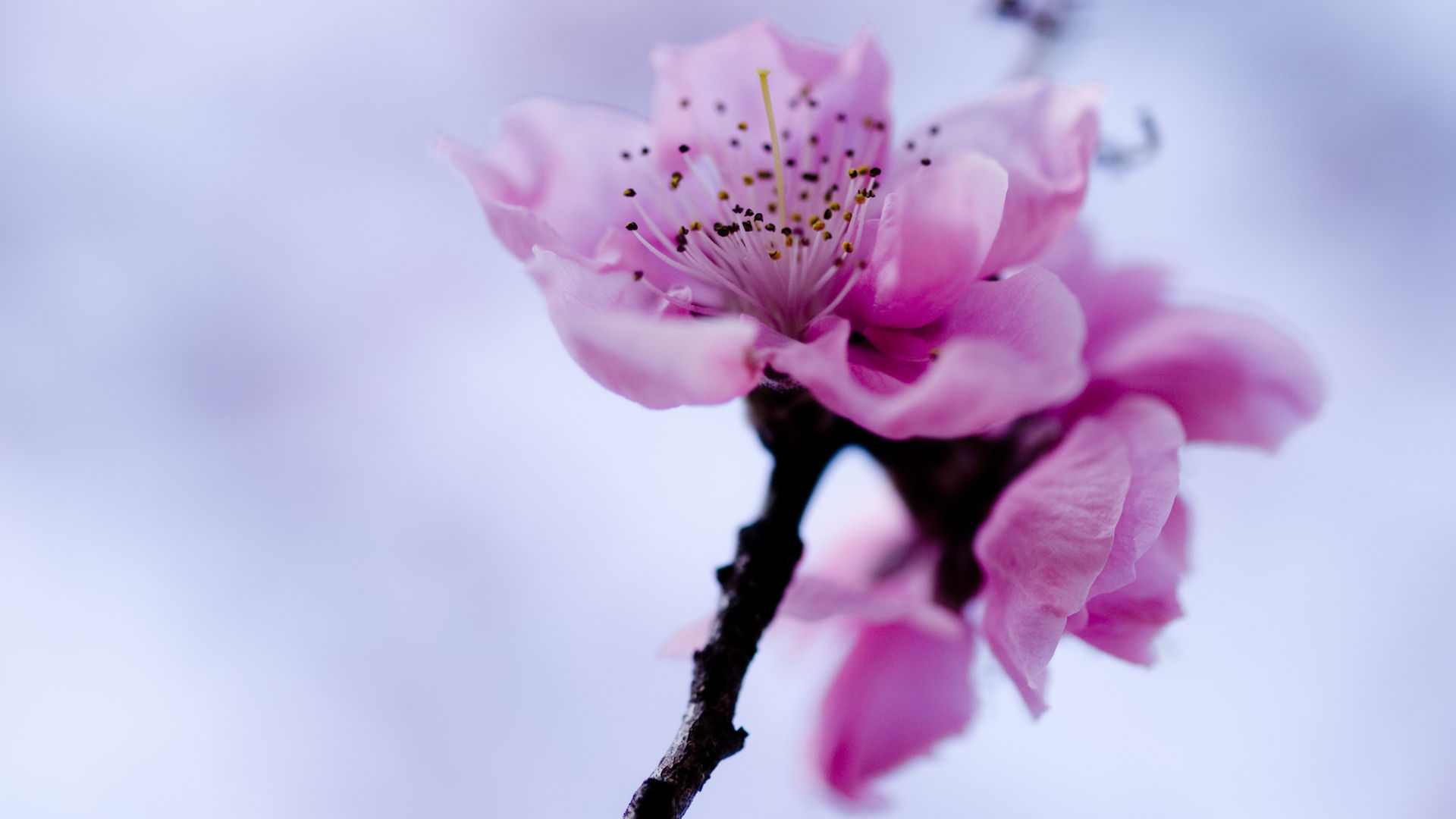 Laden Sie das Blume, Erde/natur-Bild kostenlos auf Ihren PC-Desktop herunter