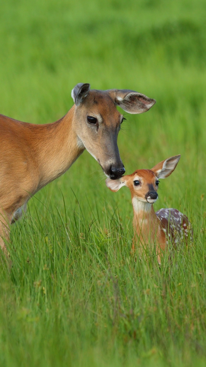 Handy-Wallpaper Tiere, Süß, Hirsch, Gras, Tierbaby kostenlos herunterladen.