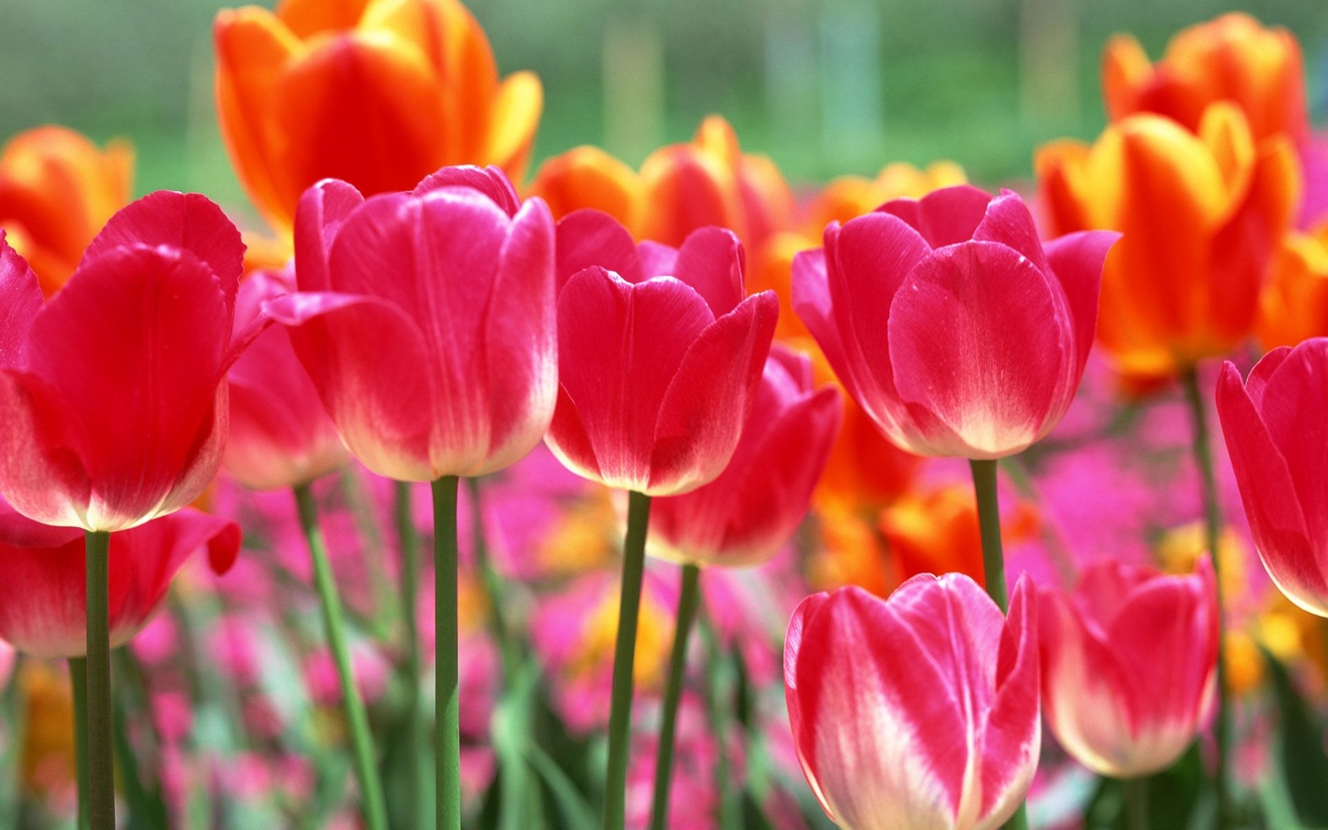 Free download wallpaper Flowers, Earth, Tulip on your PC desktop