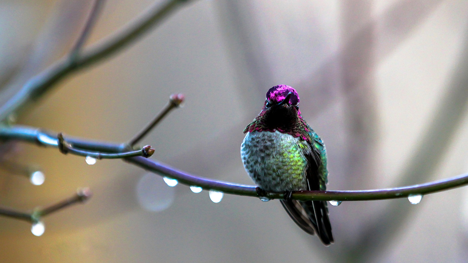 Descarga gratuita de fondo de pantalla para móvil de Animales, Colibrí.