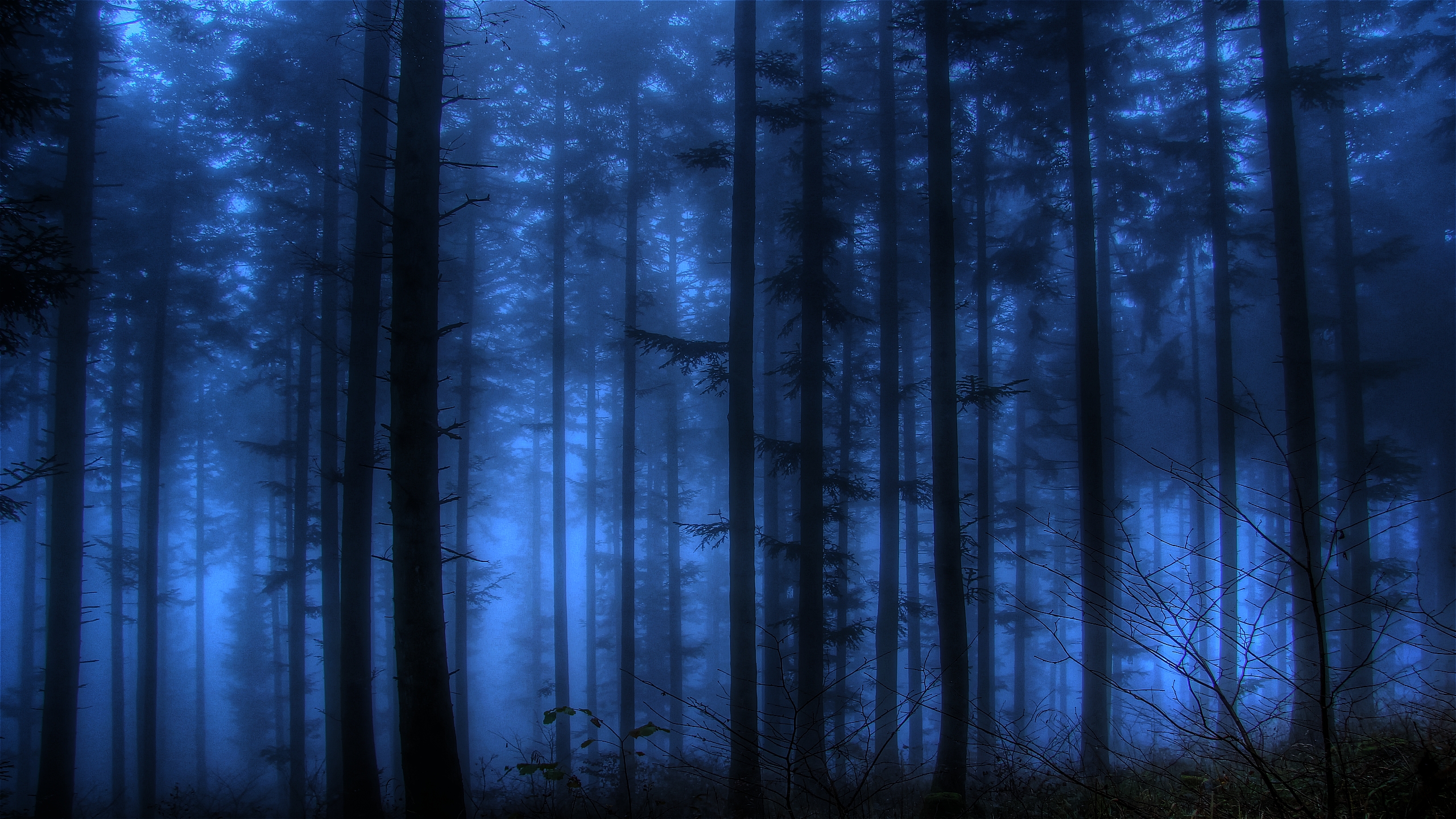 Download mobile wallpaper Fog, Forest, Earth for free.