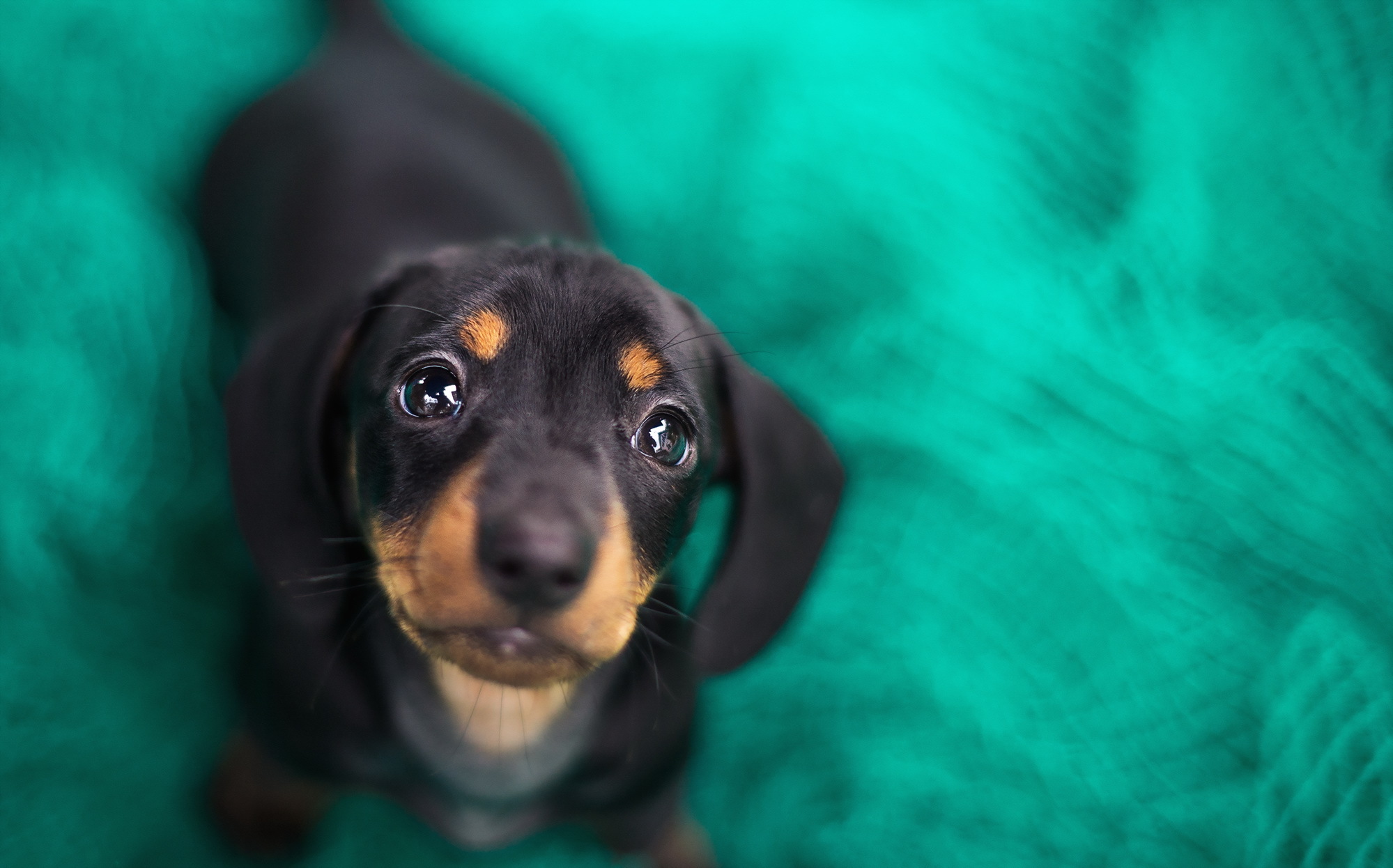 Baixe gratuitamente a imagem Animais, Cães, Cão, Bokeh, Filhote na área de trabalho do seu PC