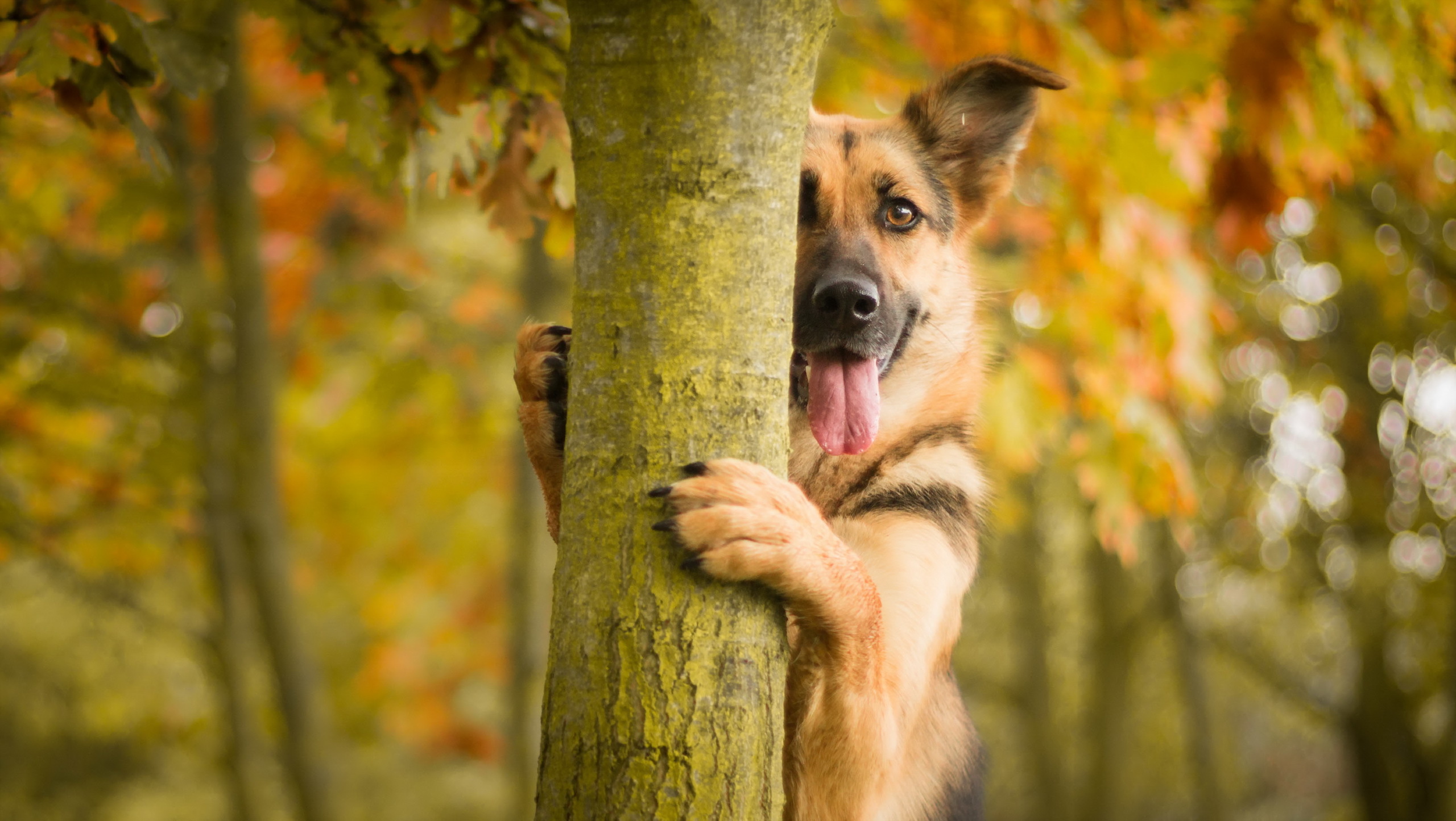 wood, animals, tree, dog, protruding tongue, tongue stuck out Image for desktop