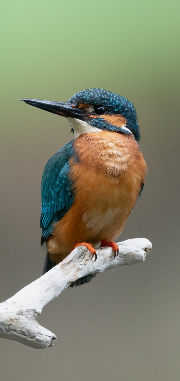 Download mobile wallpaper Birds, Bird, Animal, Kingfisher, Common Kingfisher for free.