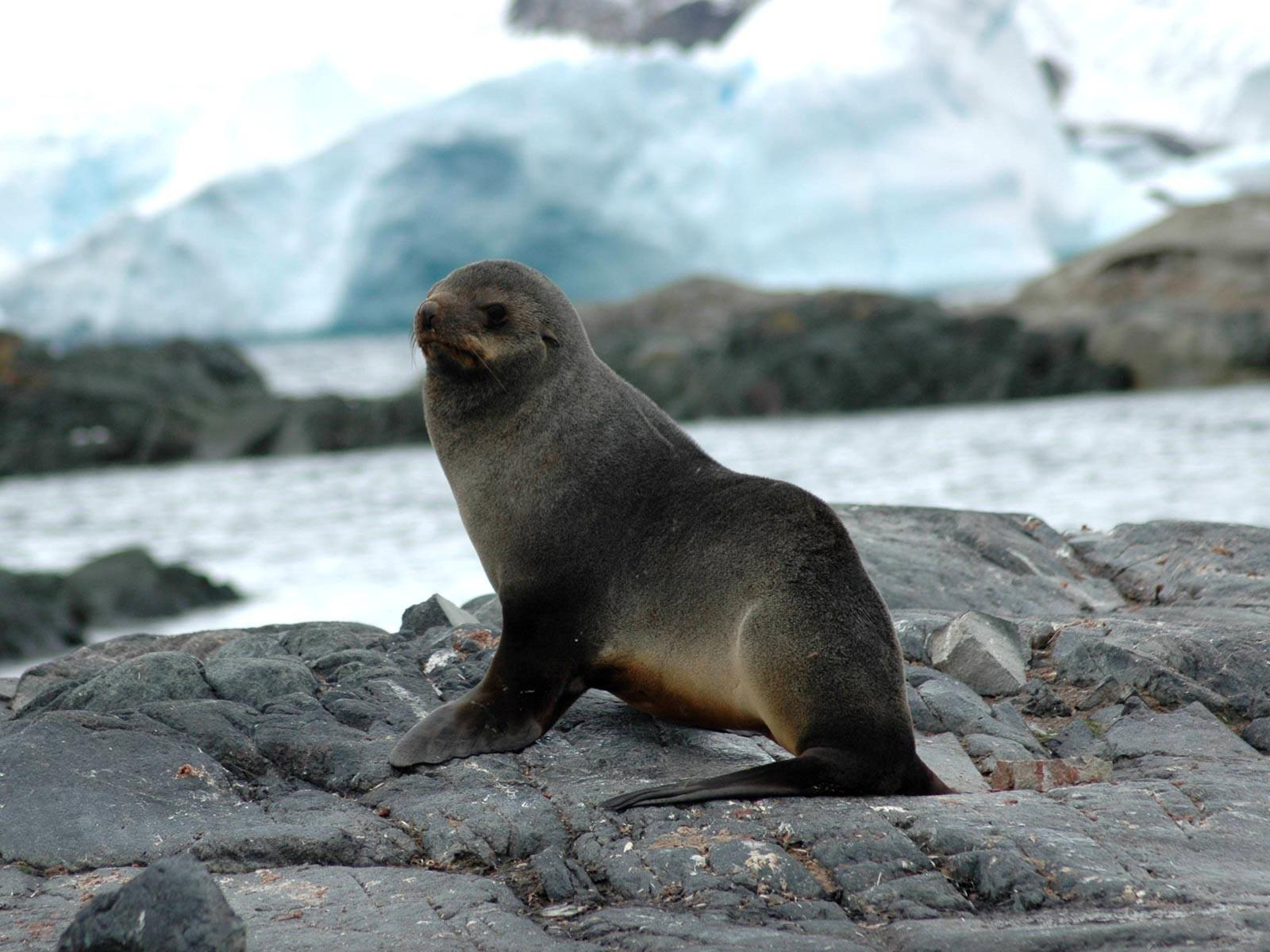 262793 baixar papel de parede animais, foca, selos - protetores de tela e imagens gratuitamente