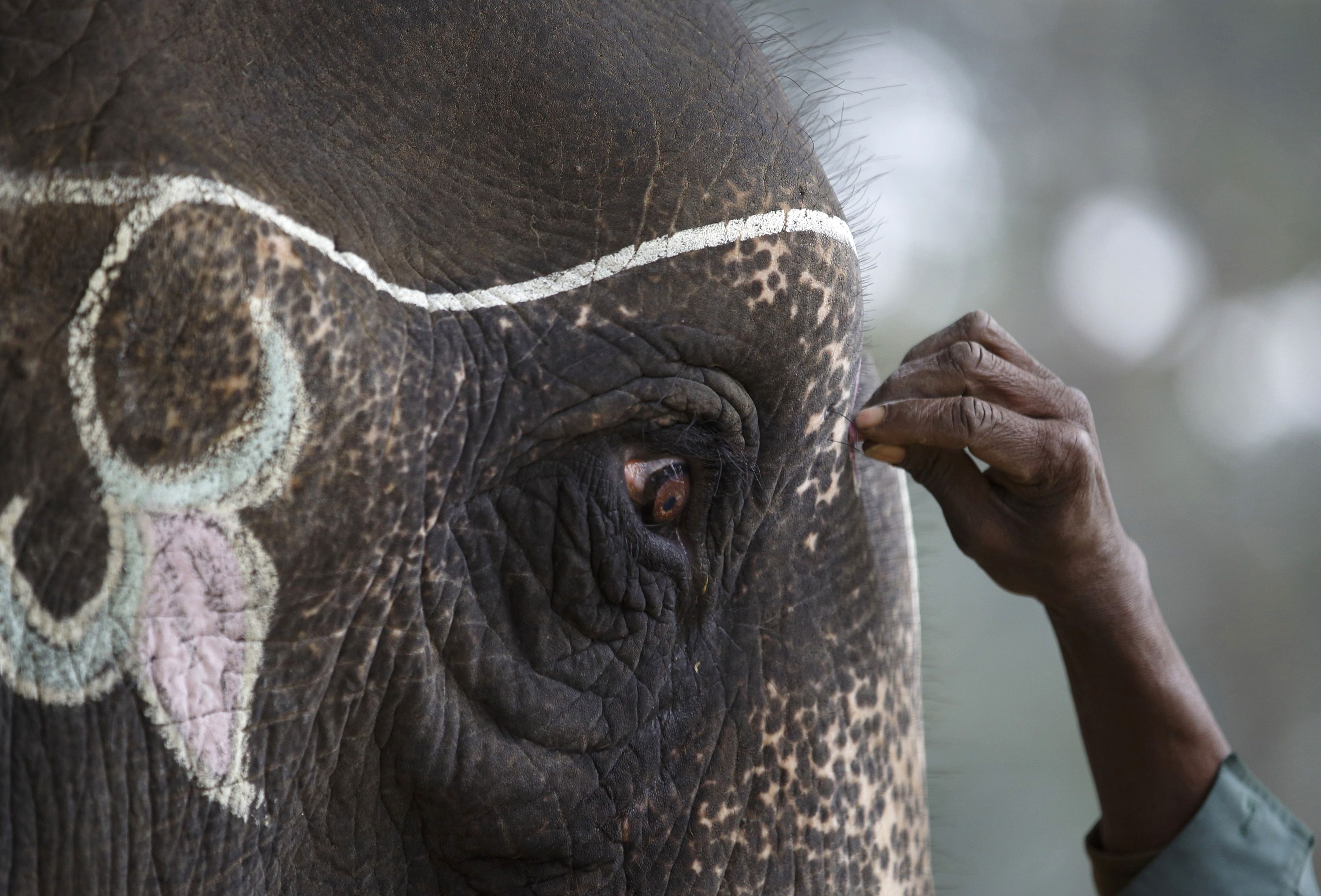 Скачати мобільні шпалери Азіатський Слон, Слони, Тварина безкоштовно.