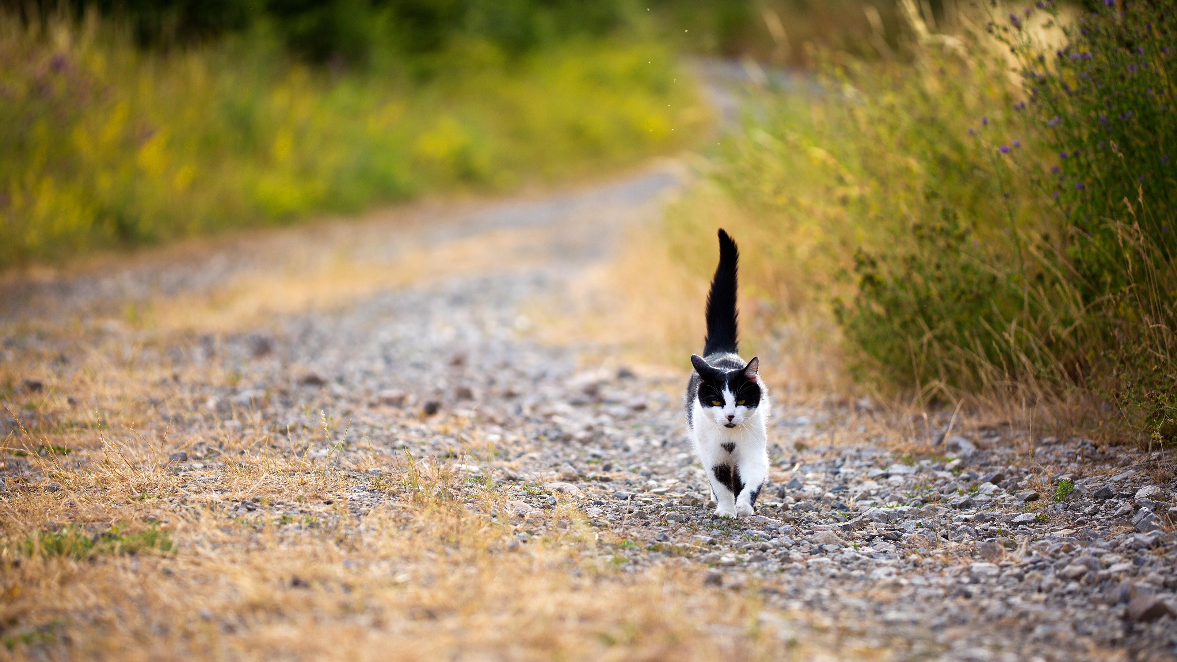 PCデスクトップに動物, ネコ, 猫画像を無料でダウンロード