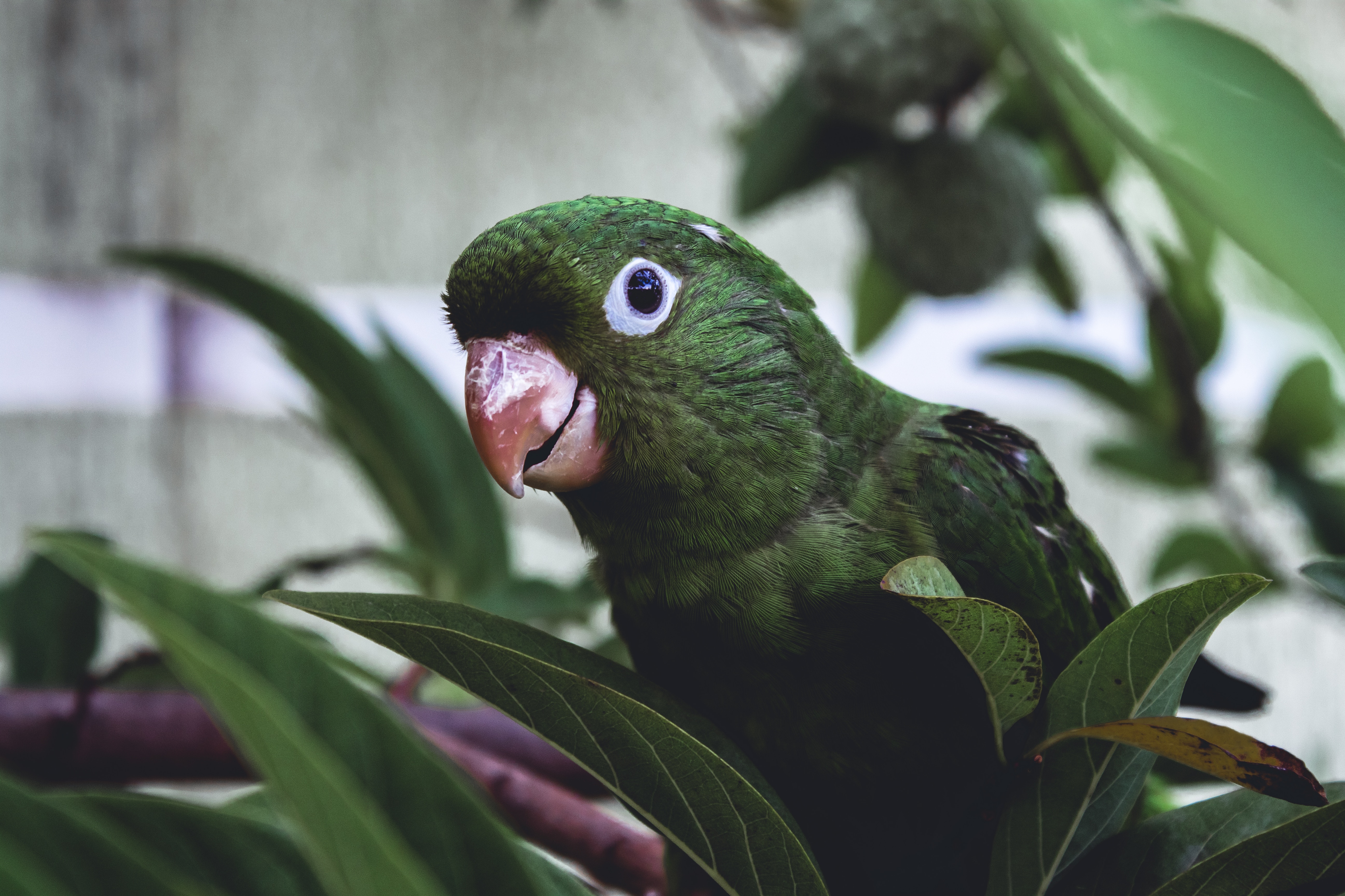 Download mobile wallpaper Animals, Beak, Leaves, Bird, Parrots for free.
