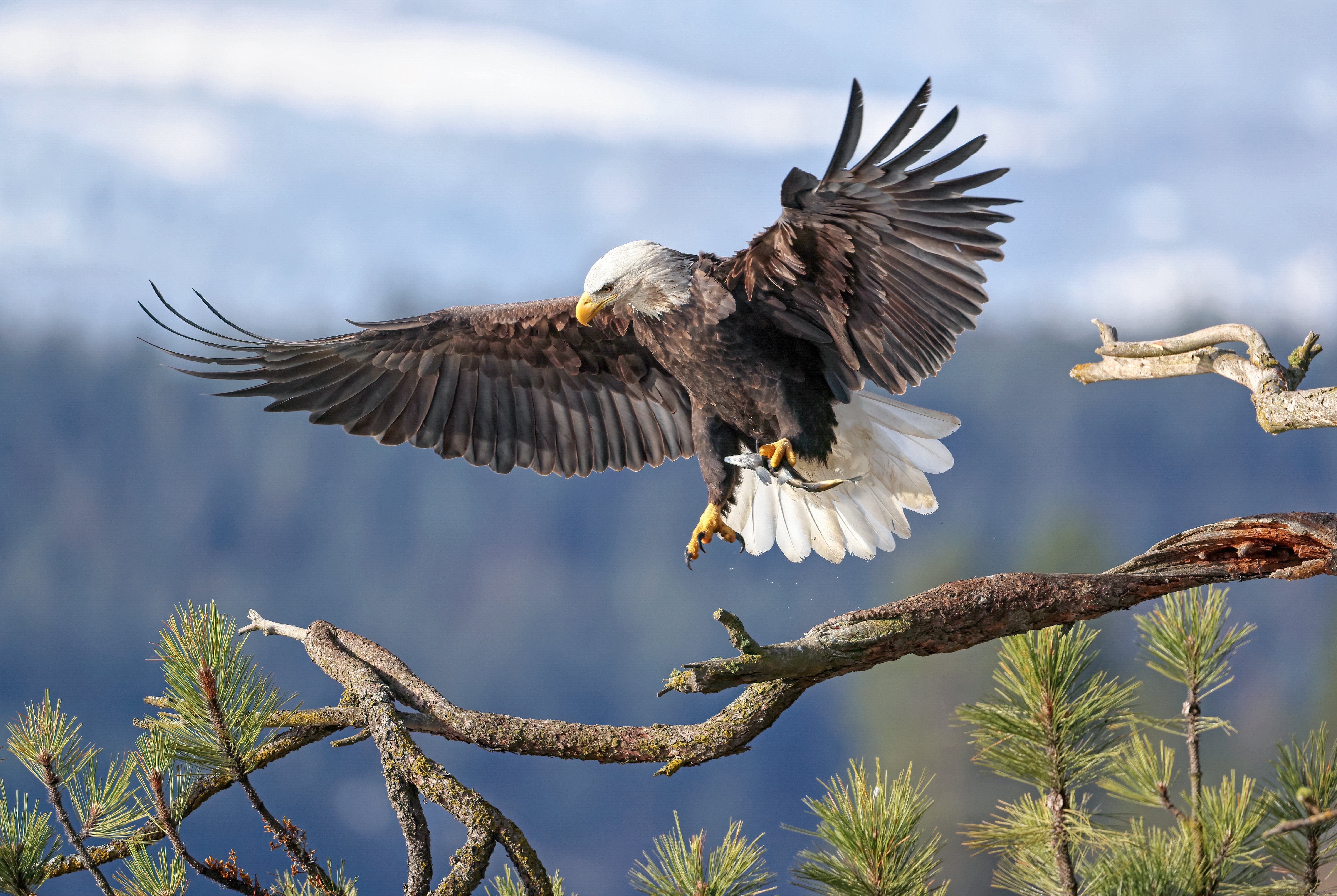 Descarga gratuita de fondo de pantalla para móvil de Animales, Águila Calva, Aves, Ave, Ave De Rapiña.