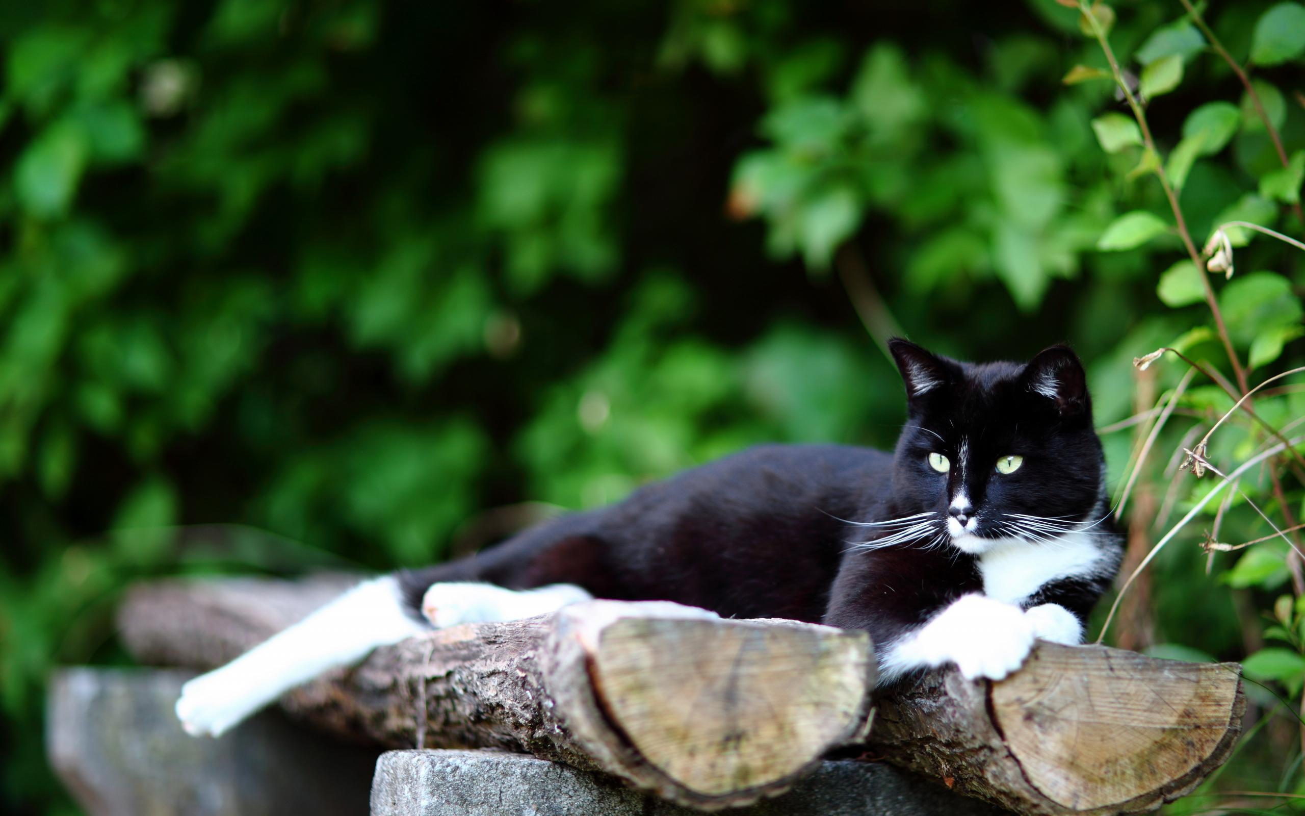 Baixar papel de parede para celular de Gato, Gatos, Animais gratuito.