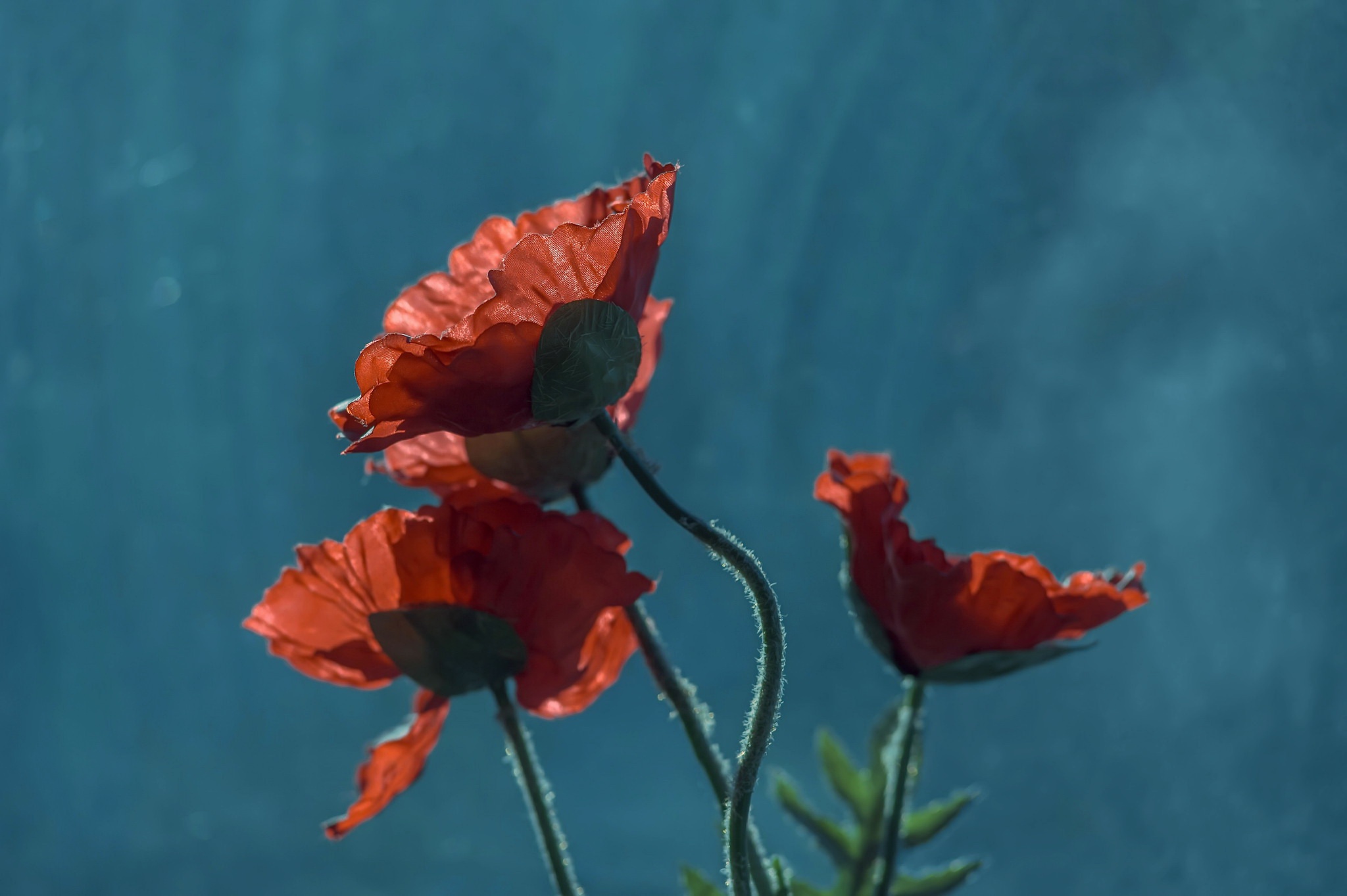 Descarga gratis la imagen Naturaleza, Flores, Flor, Amapola, Flor Roja, Tierra/naturaleza en el escritorio de tu PC