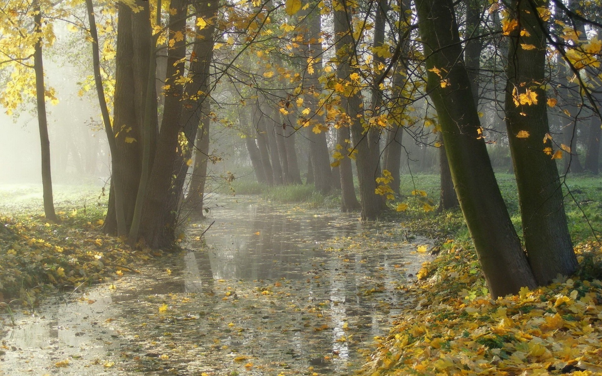 Скачать обои бесплатно Осень, Лес, Туман, Листва, Ручей, Земля/природа картинка на рабочий стол ПК
