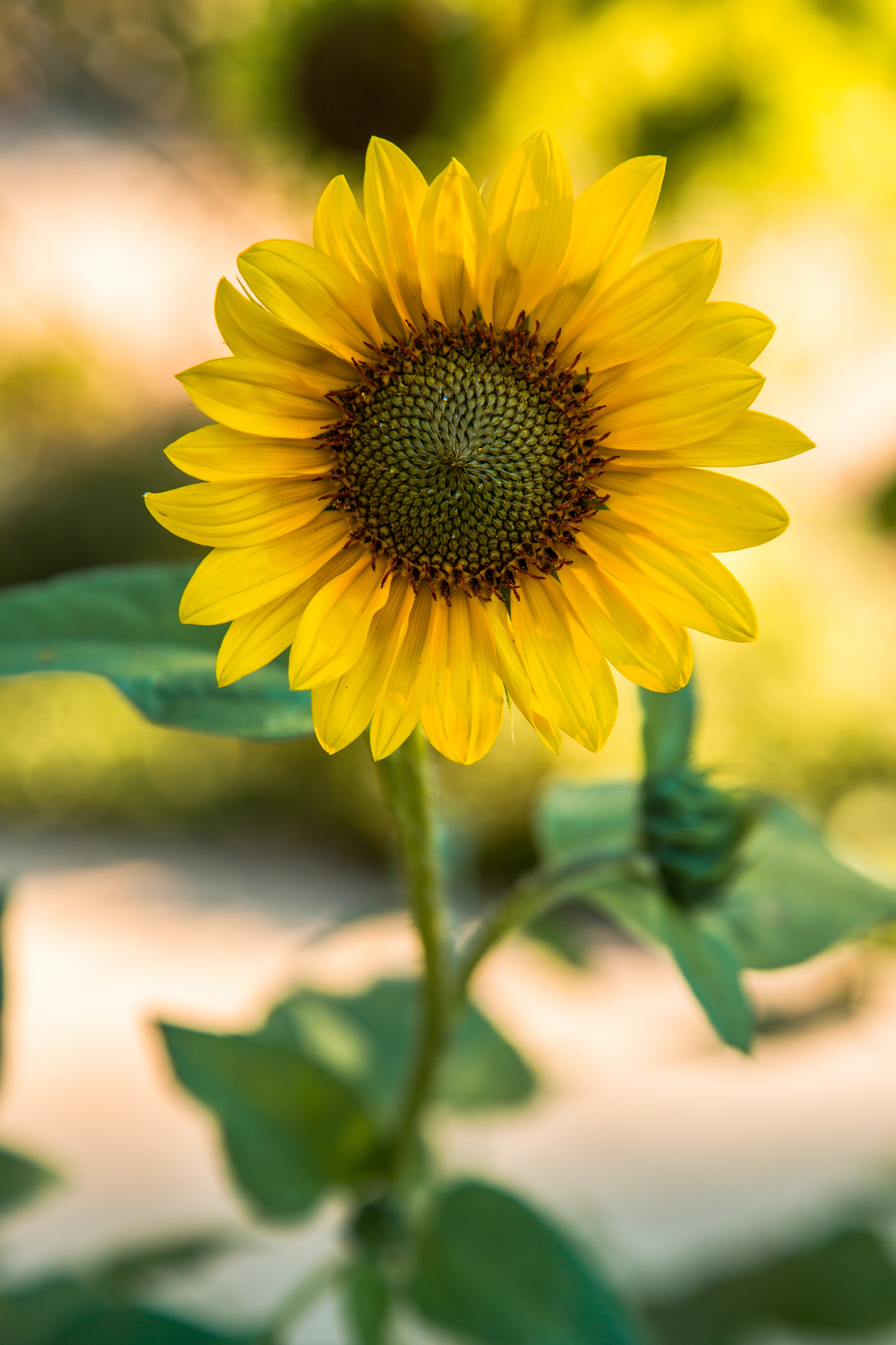 Download mobile wallpaper Smooth, Flowers, Flower, Sunflower, Blur for free.