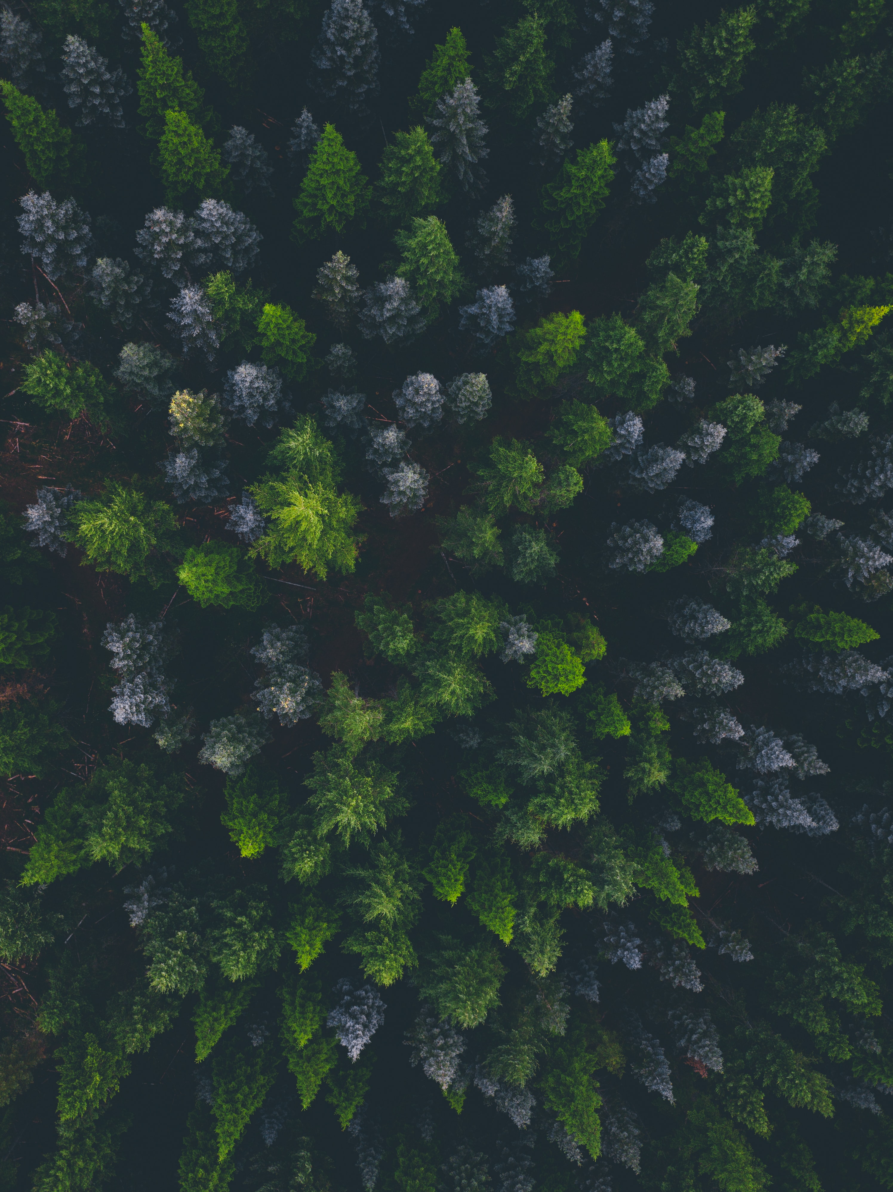nature, view from above, dark, forest, spruce, fir HD wallpaper