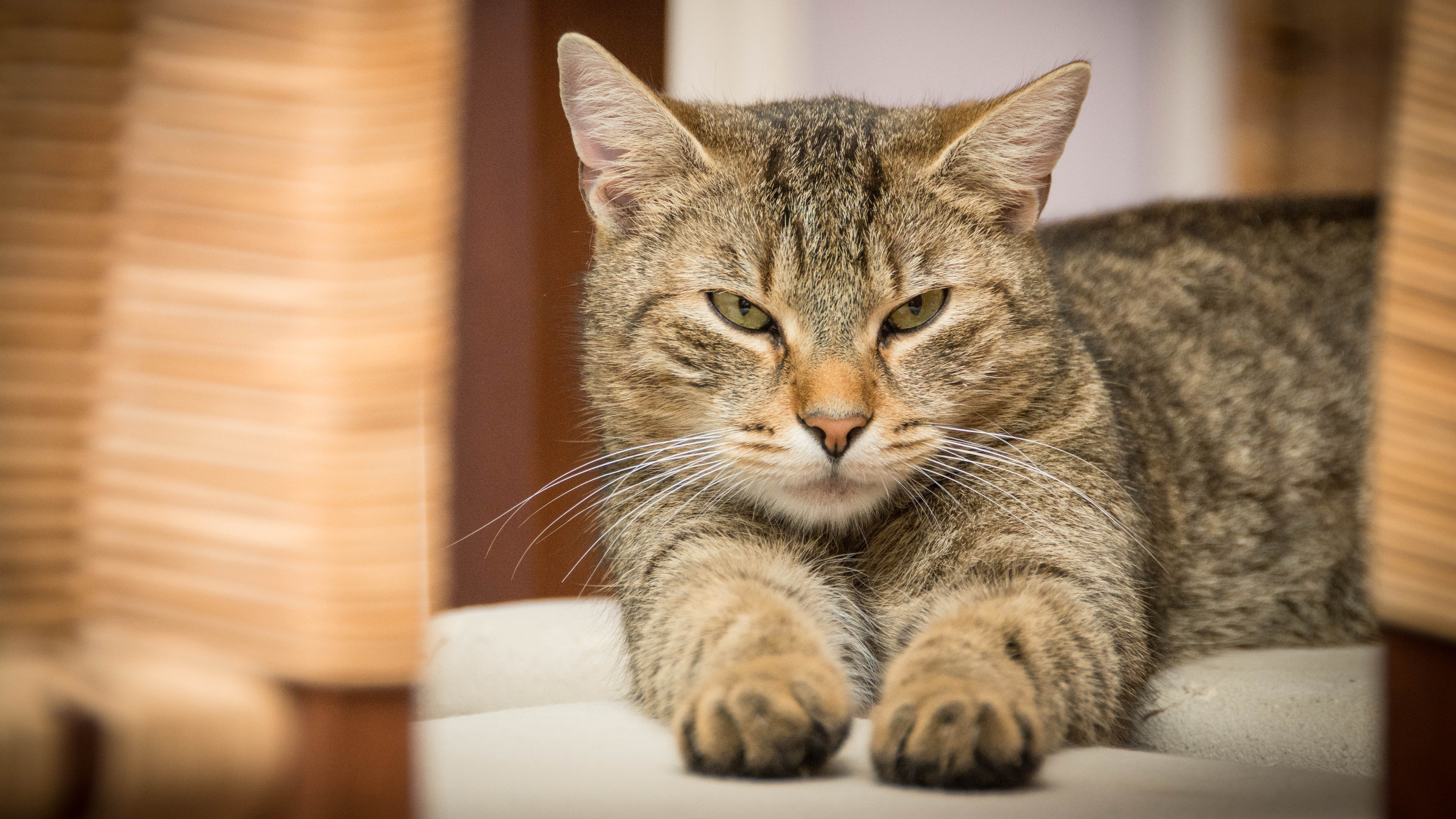 Baixar papel de parede para celular de Animais, Gatos, Gato gratuito.