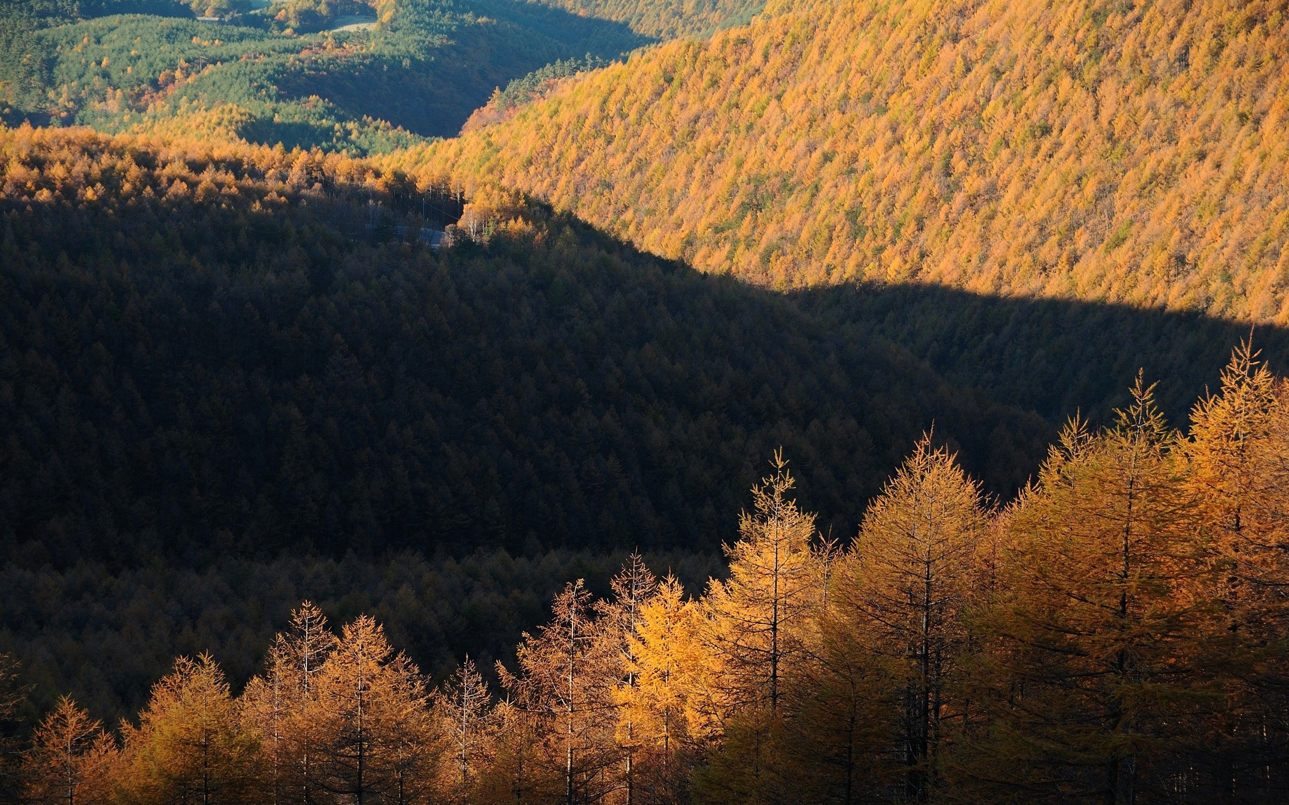 Скачать картинку Деревья, Вид Сверху, Природа, Осень в телефон бесплатно.