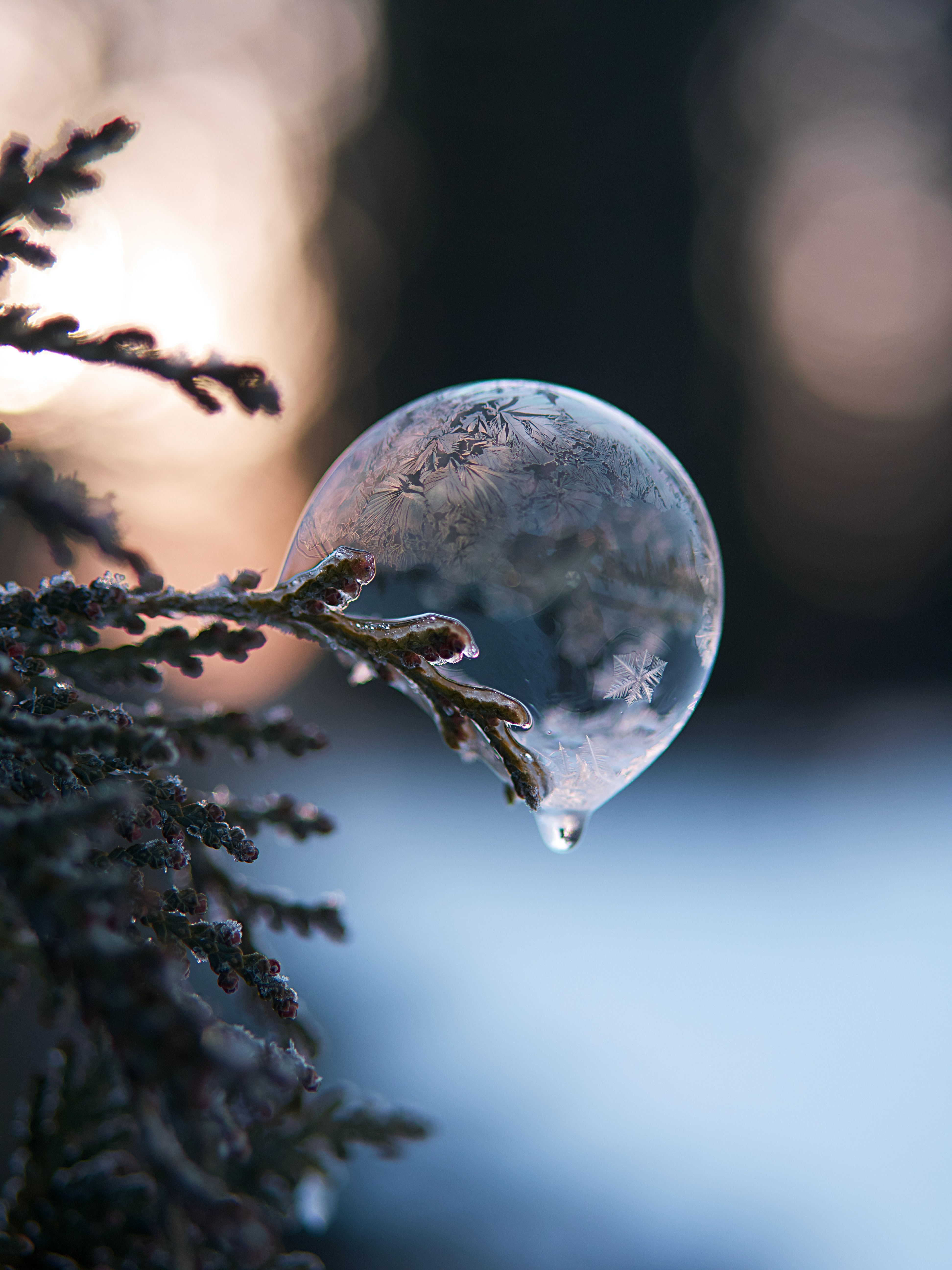 Download mobile wallpaper Macro, Bubble, Branch, Ice for free.