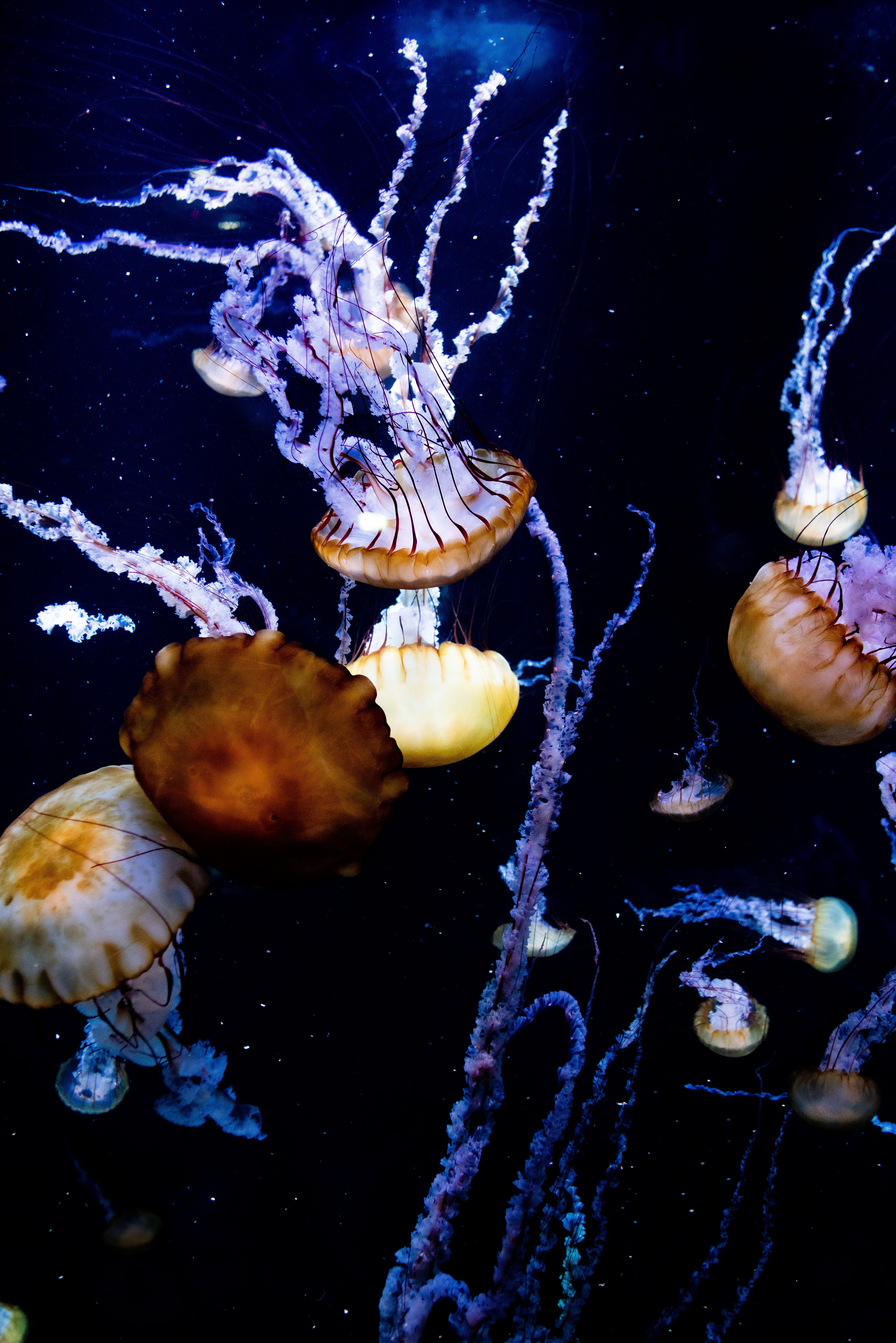 137103 завантажити картинку тварини, море, медузи, щупальця, істоти, істот, під водою, підводний - шпалери і заставки безкоштовно