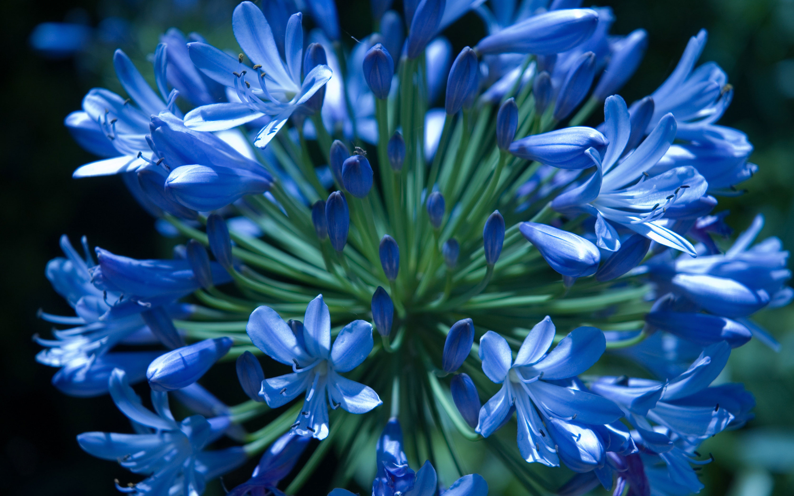 earth, lily of the nile, agapanthus, flower